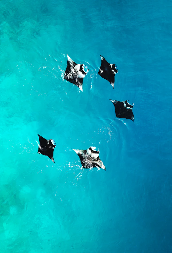 Dolphin Cruise Maldives