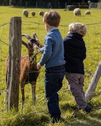 Two children looking at a goat through a fence