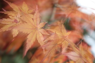 A blurry photo of a leafy tree