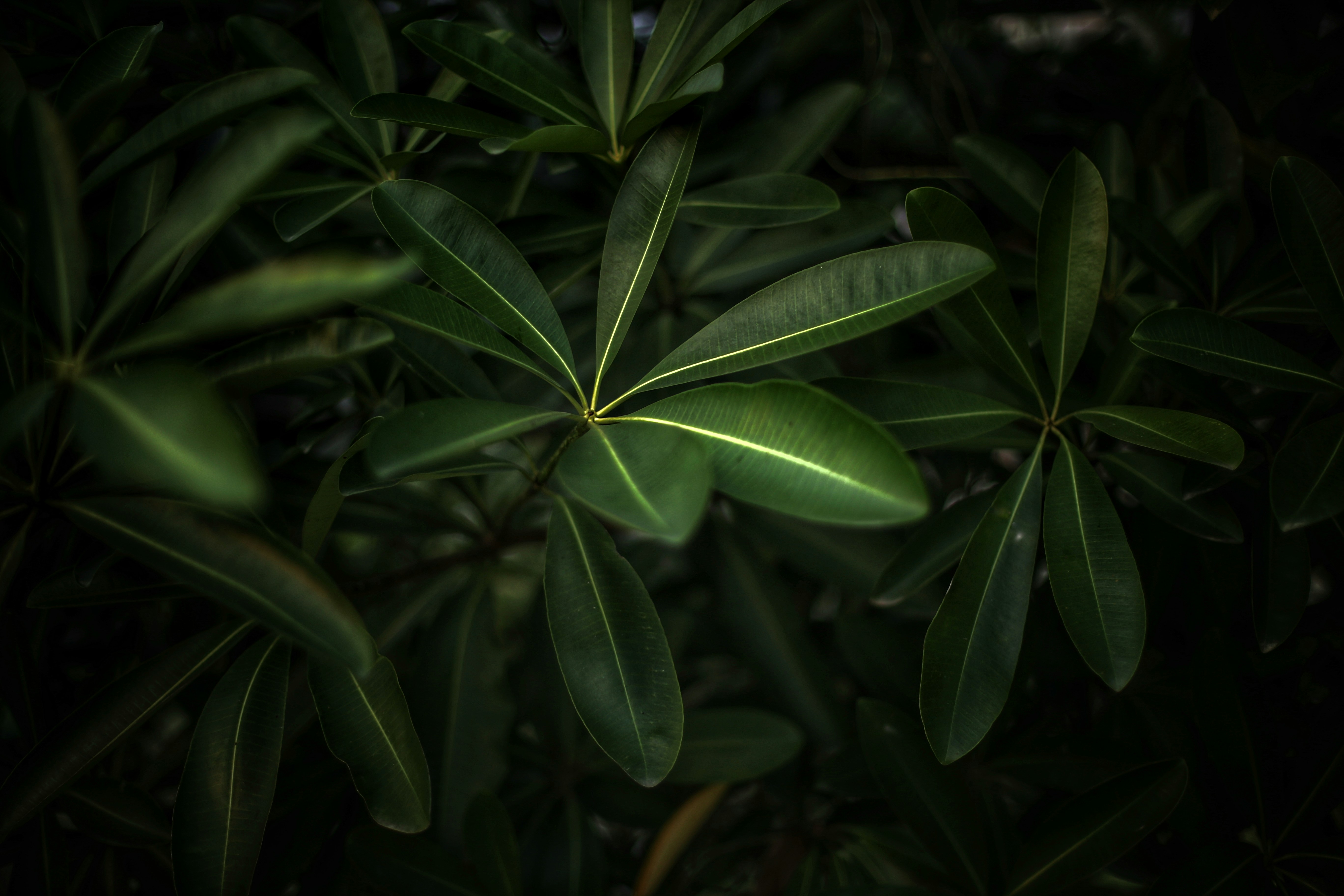 Photo by xalfa