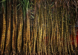 A group of trees that are next to each other