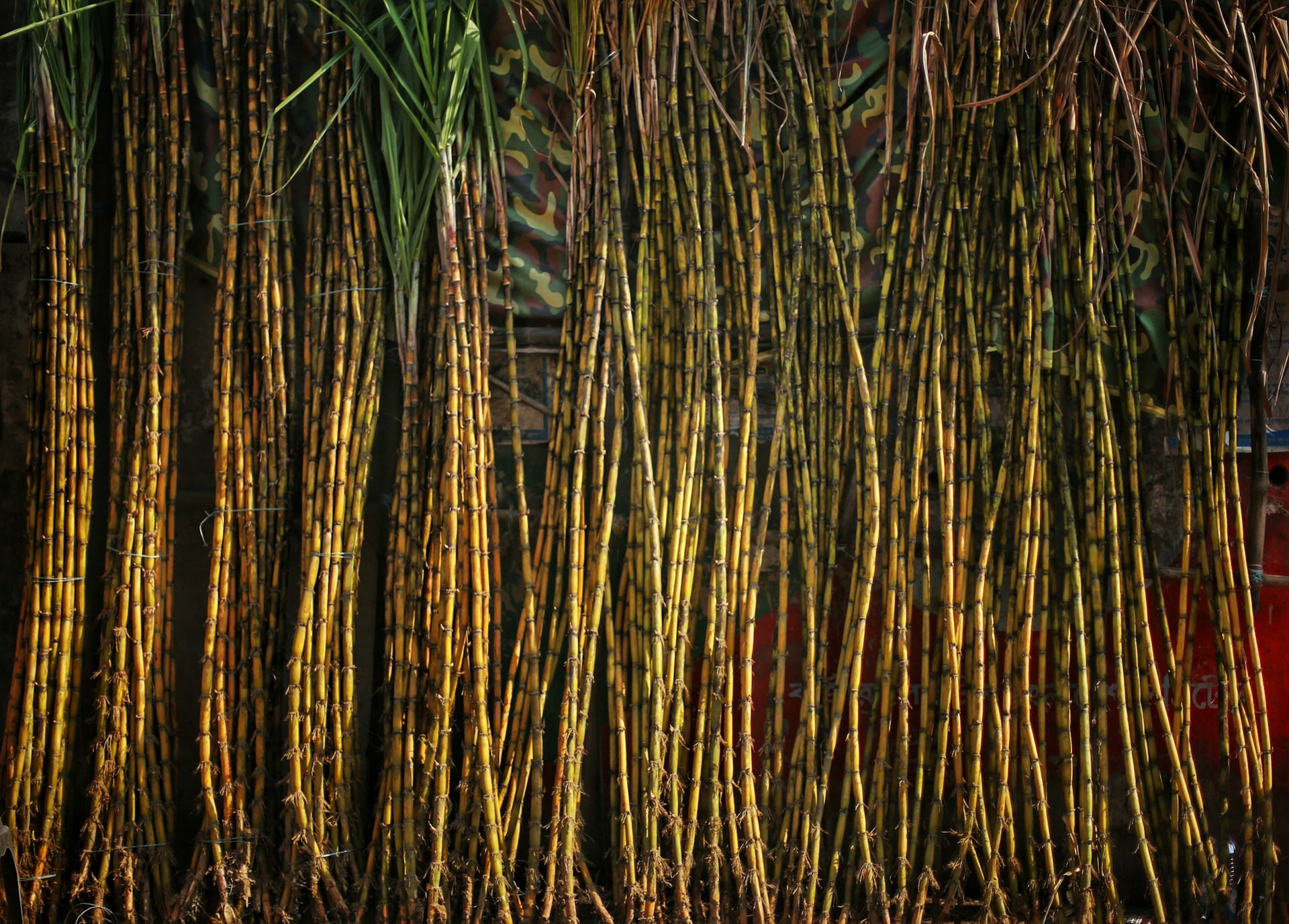 A group of trees that are next to each other