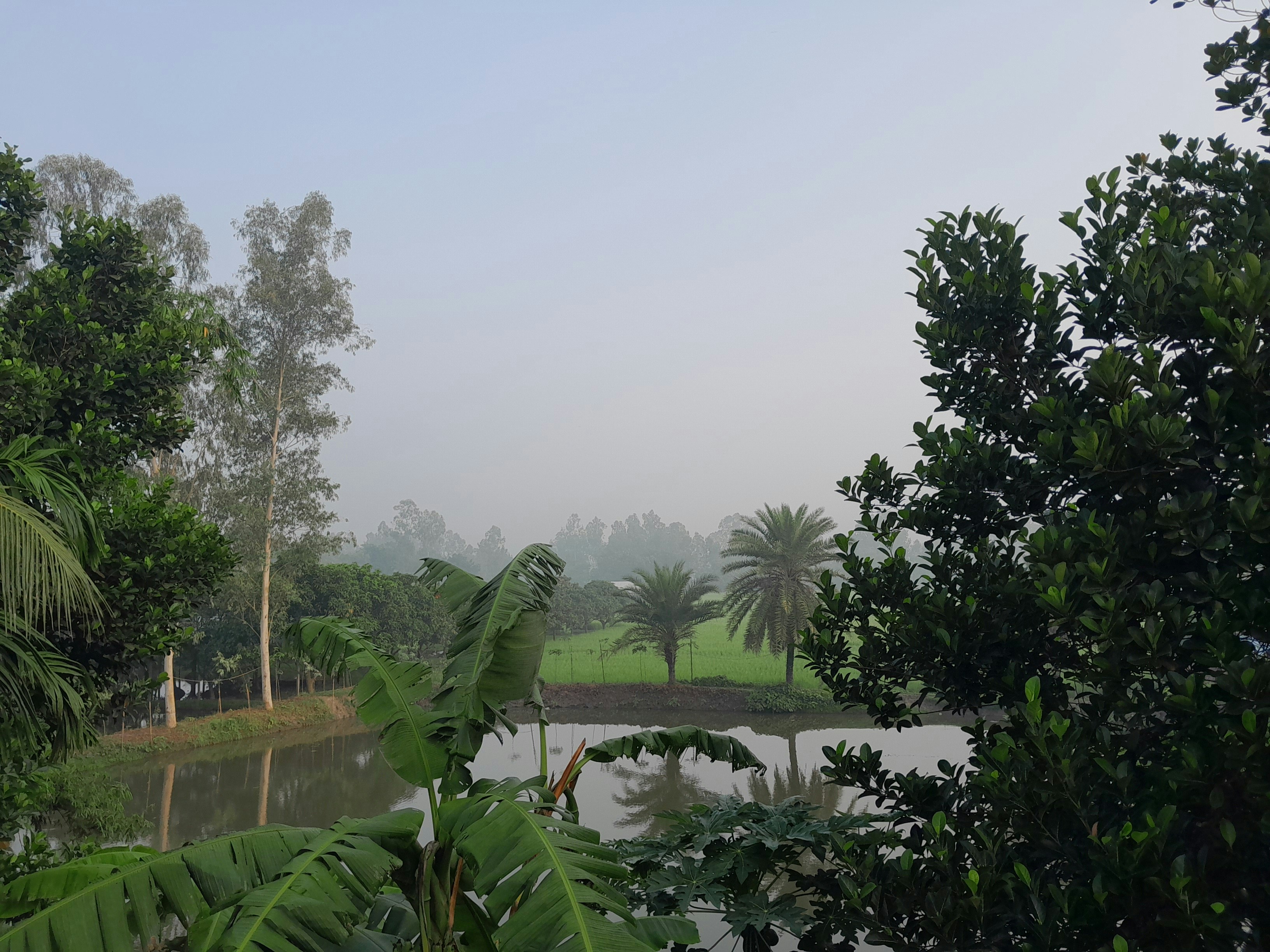 Serene farmhouse surrounded by lush green landscape and trees, early morning mist, peaceful rural setting