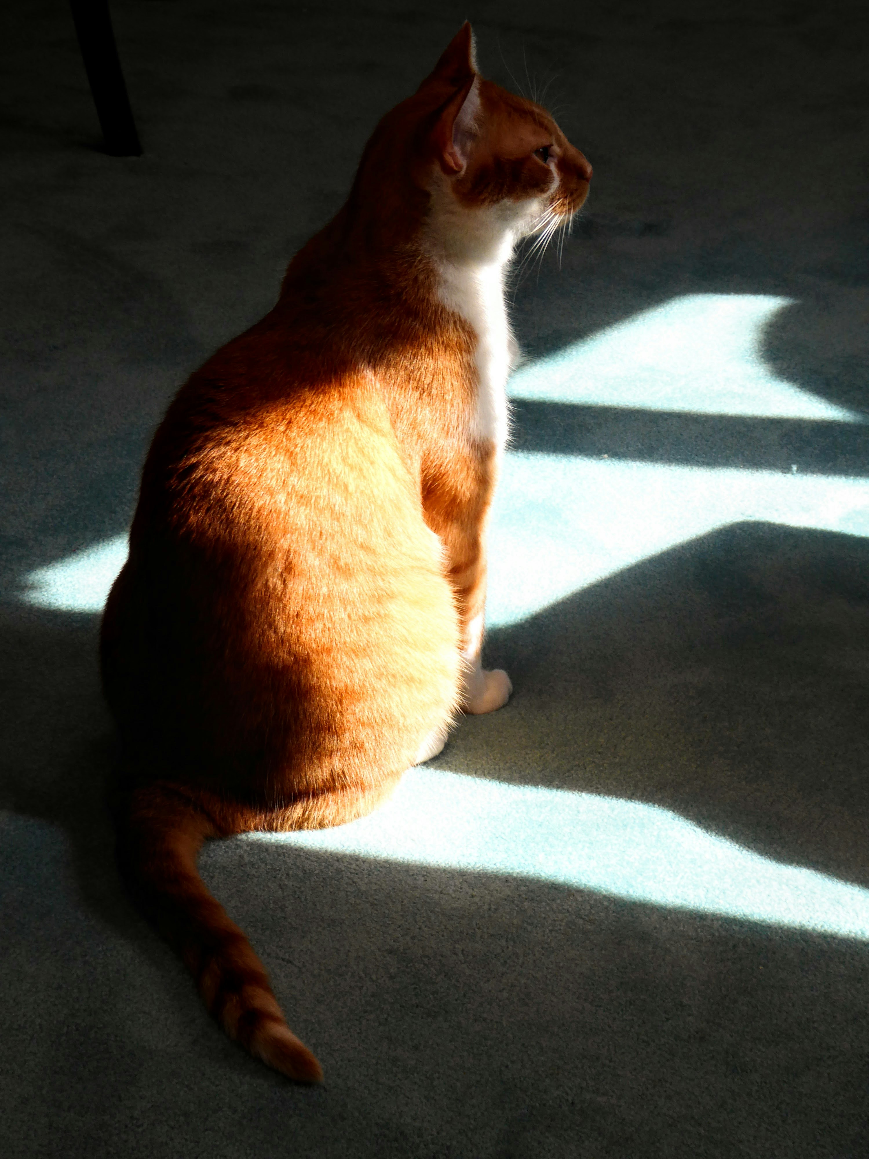 Companionship and Loneliness (image credits: unsplash)