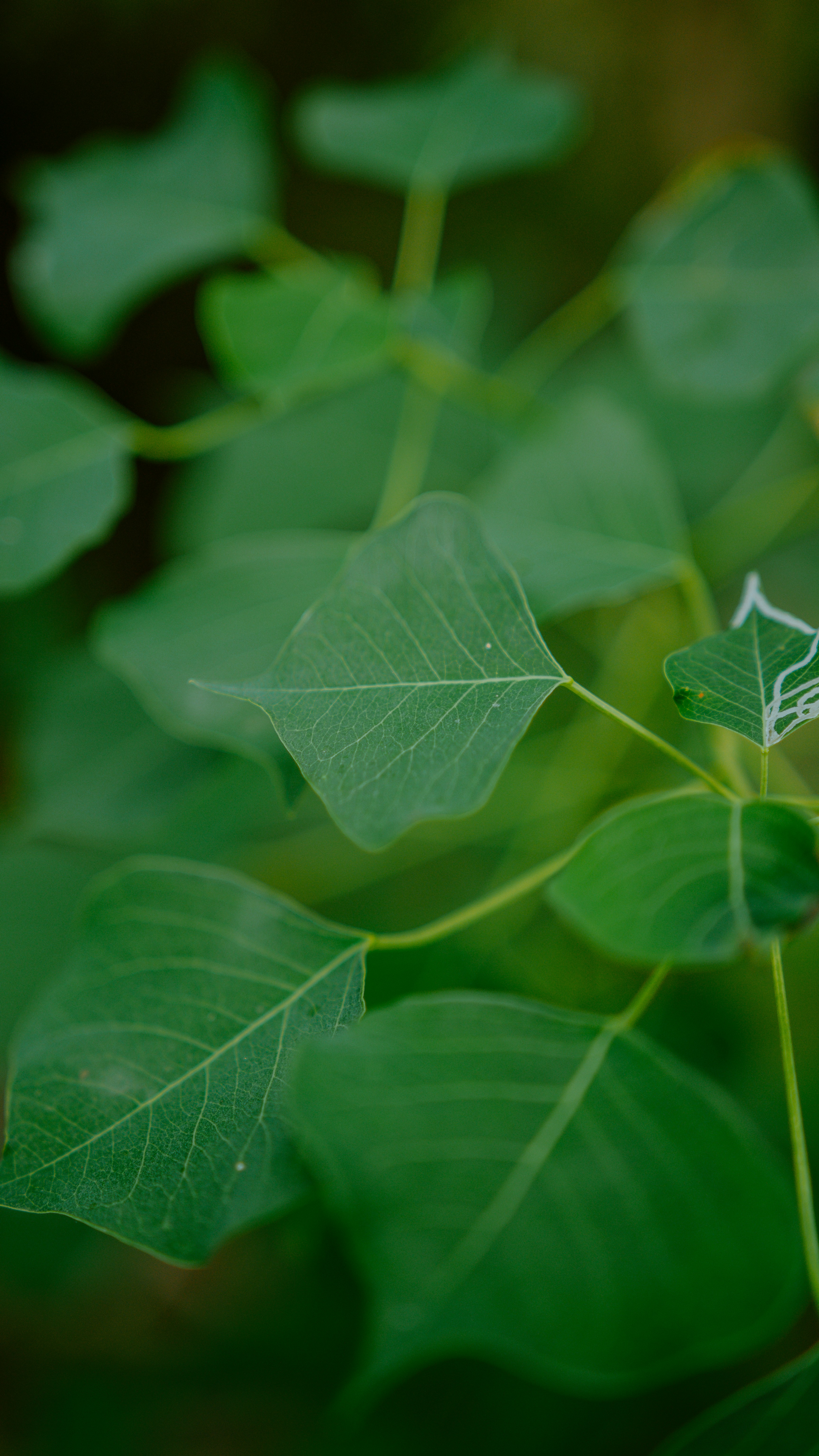 Photo by joseph_royer