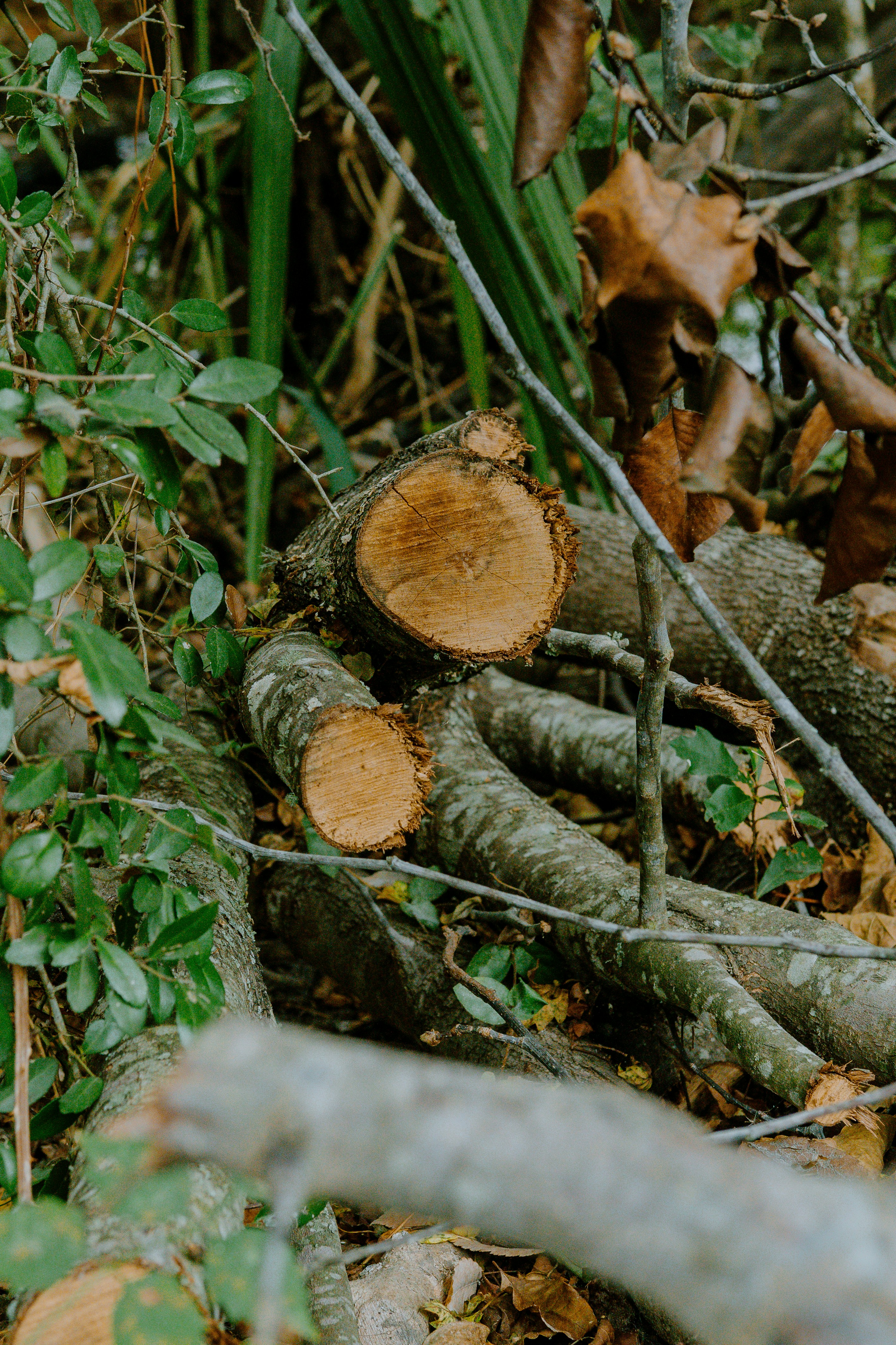 A pile of cut down trees in a forest
