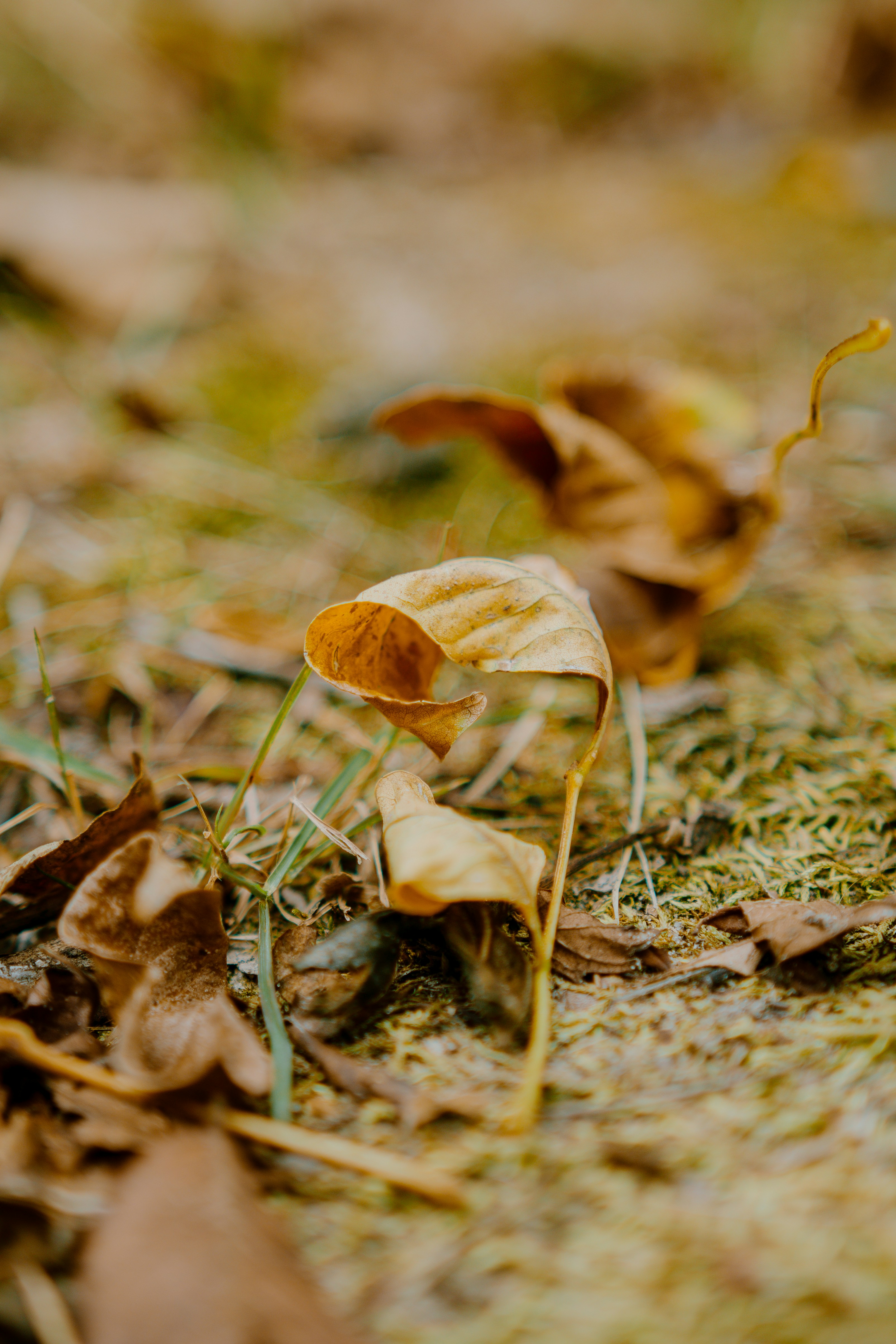 A couple of small leaves on the ground