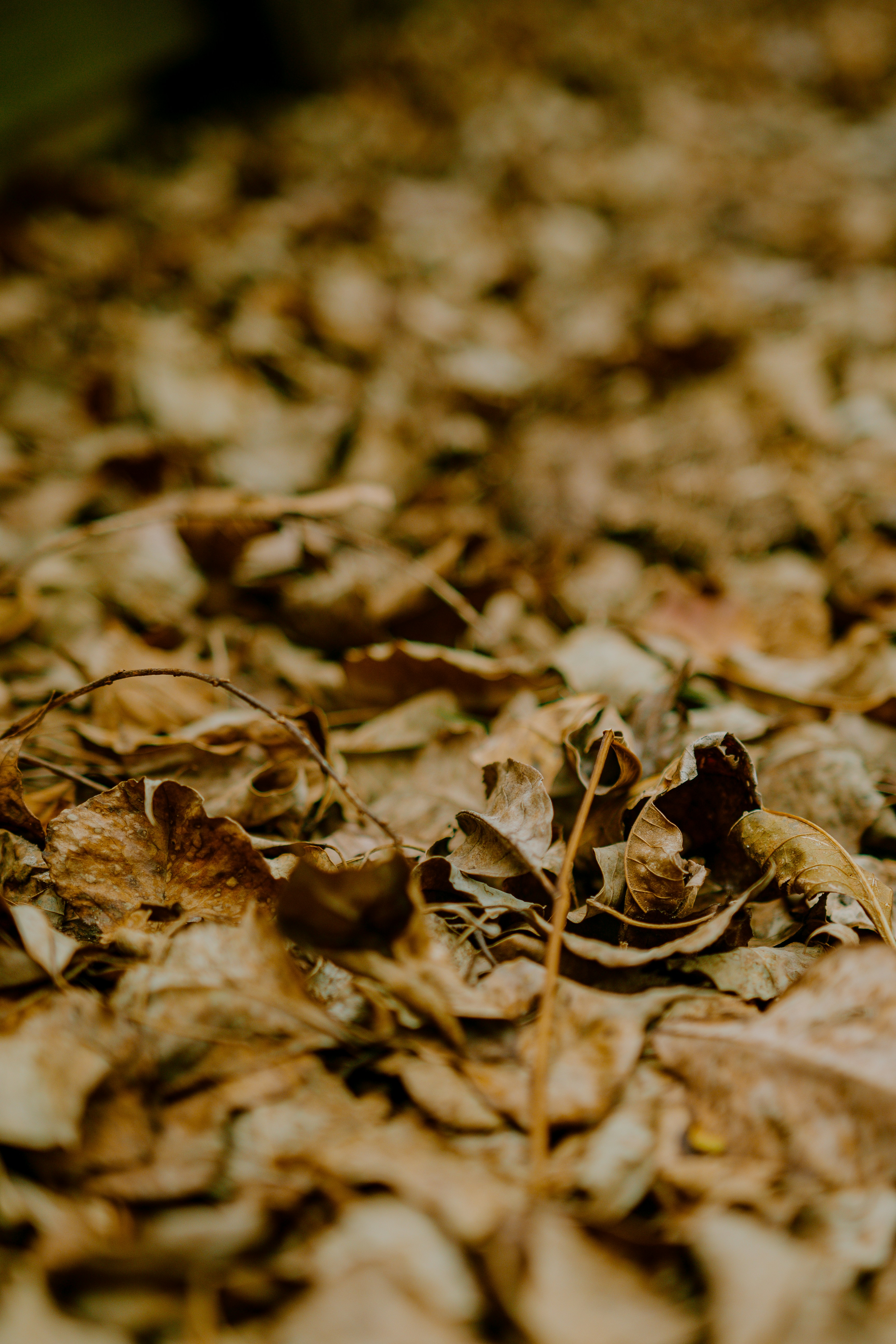 Photo by joseph_royer