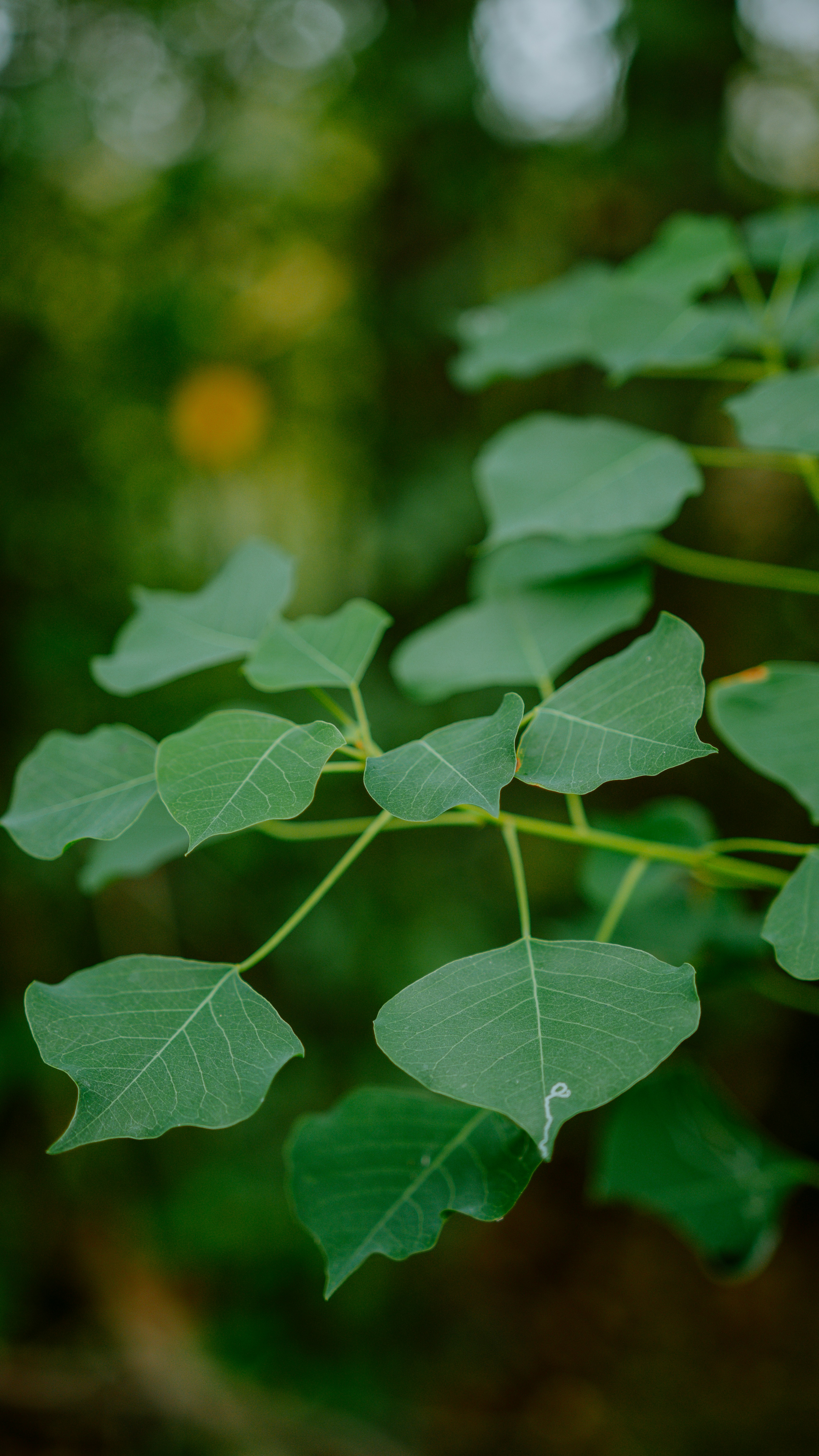 Photo by joseph_royer