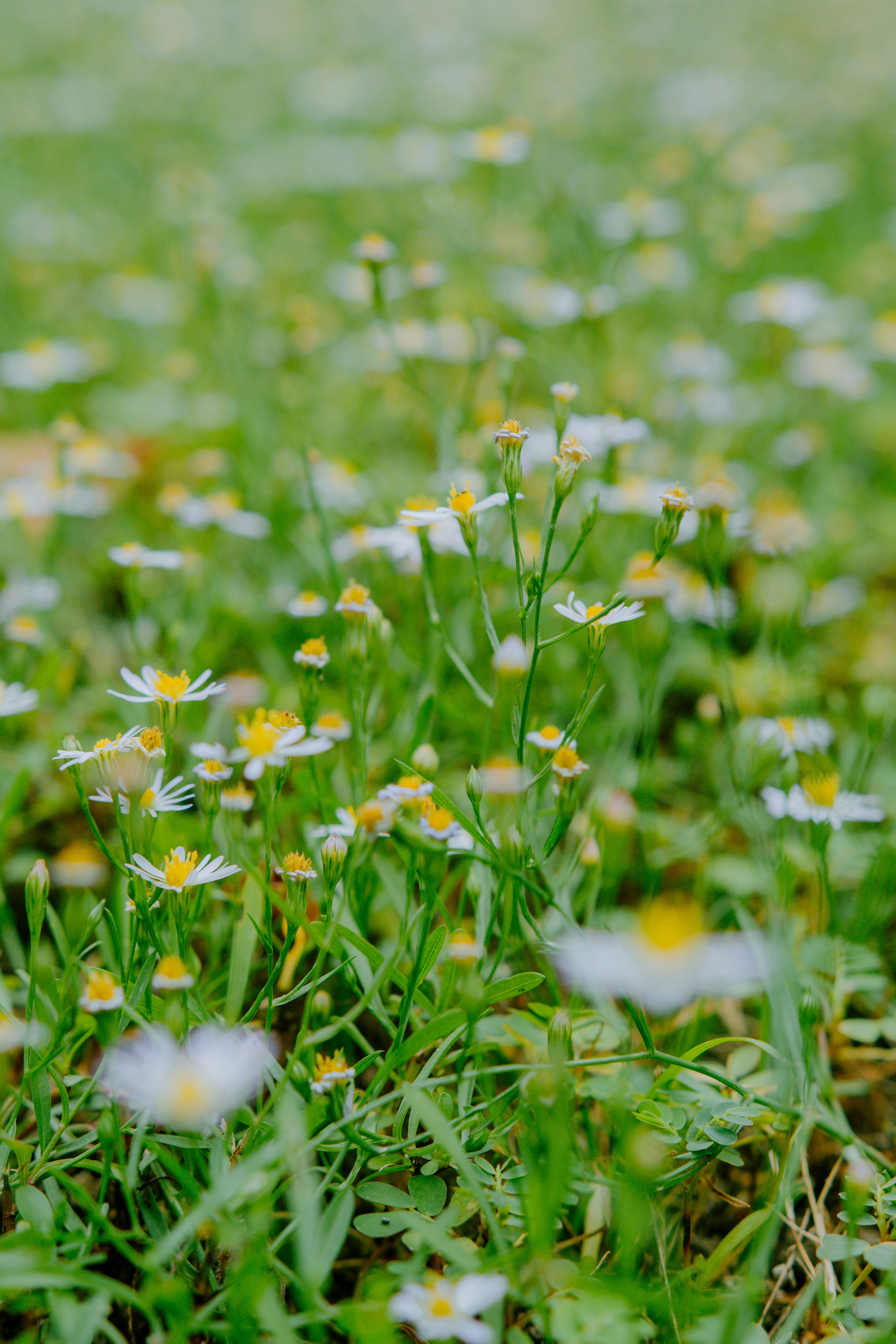 Photo by joseph_royer