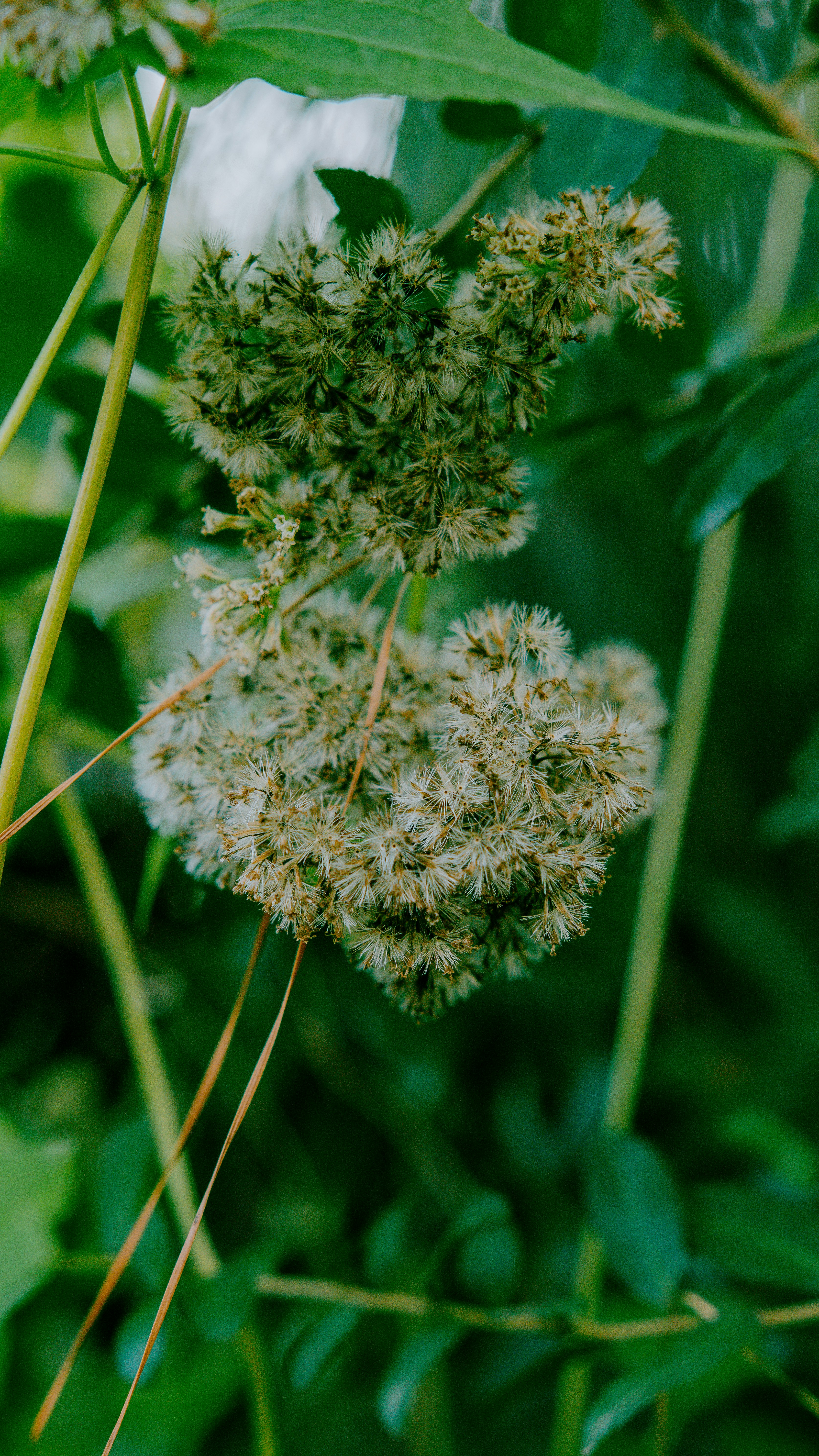 Nahaufnahme eines Blumenstraußes auf einem Baum