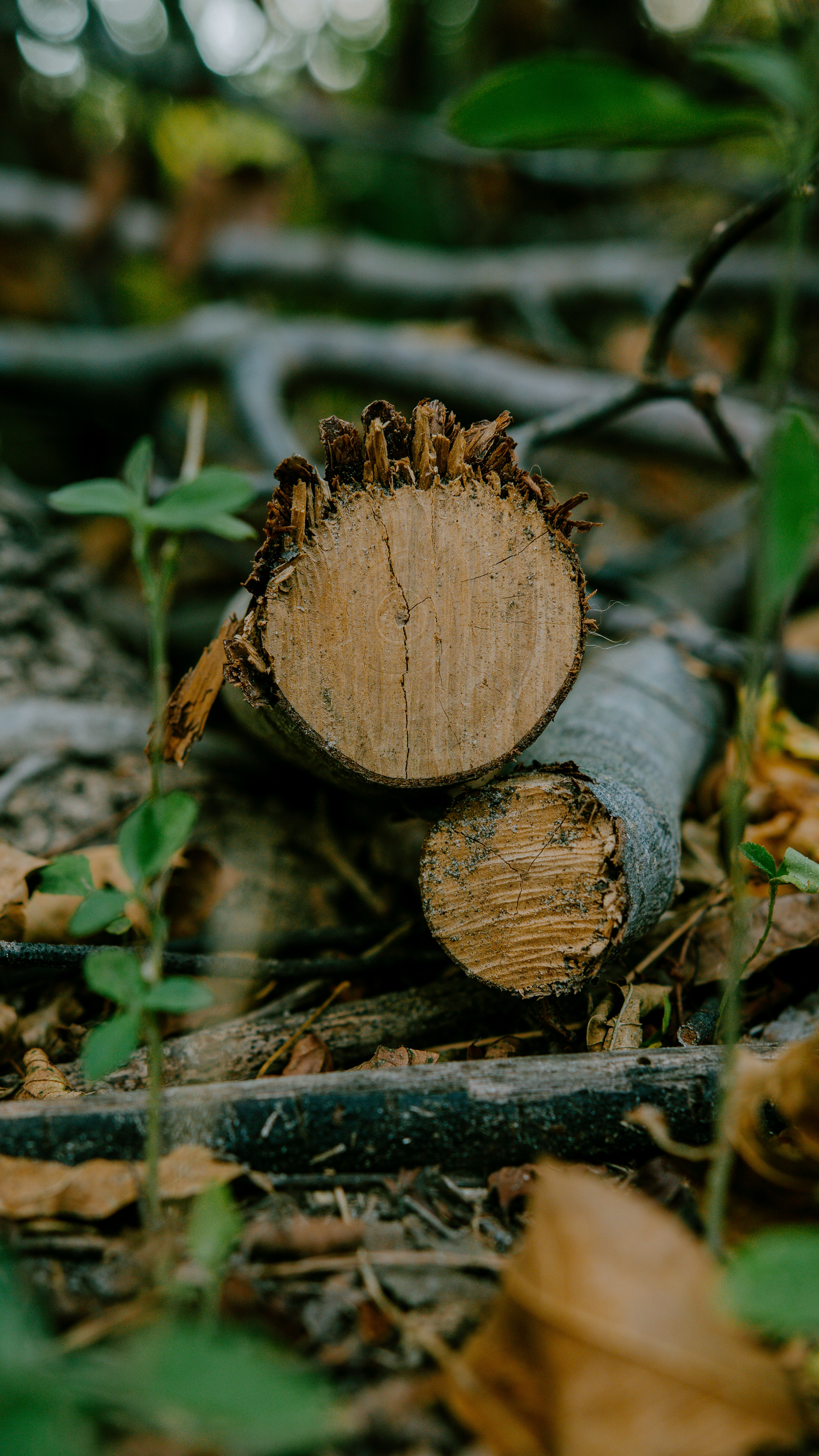 Photo by joseph_royer