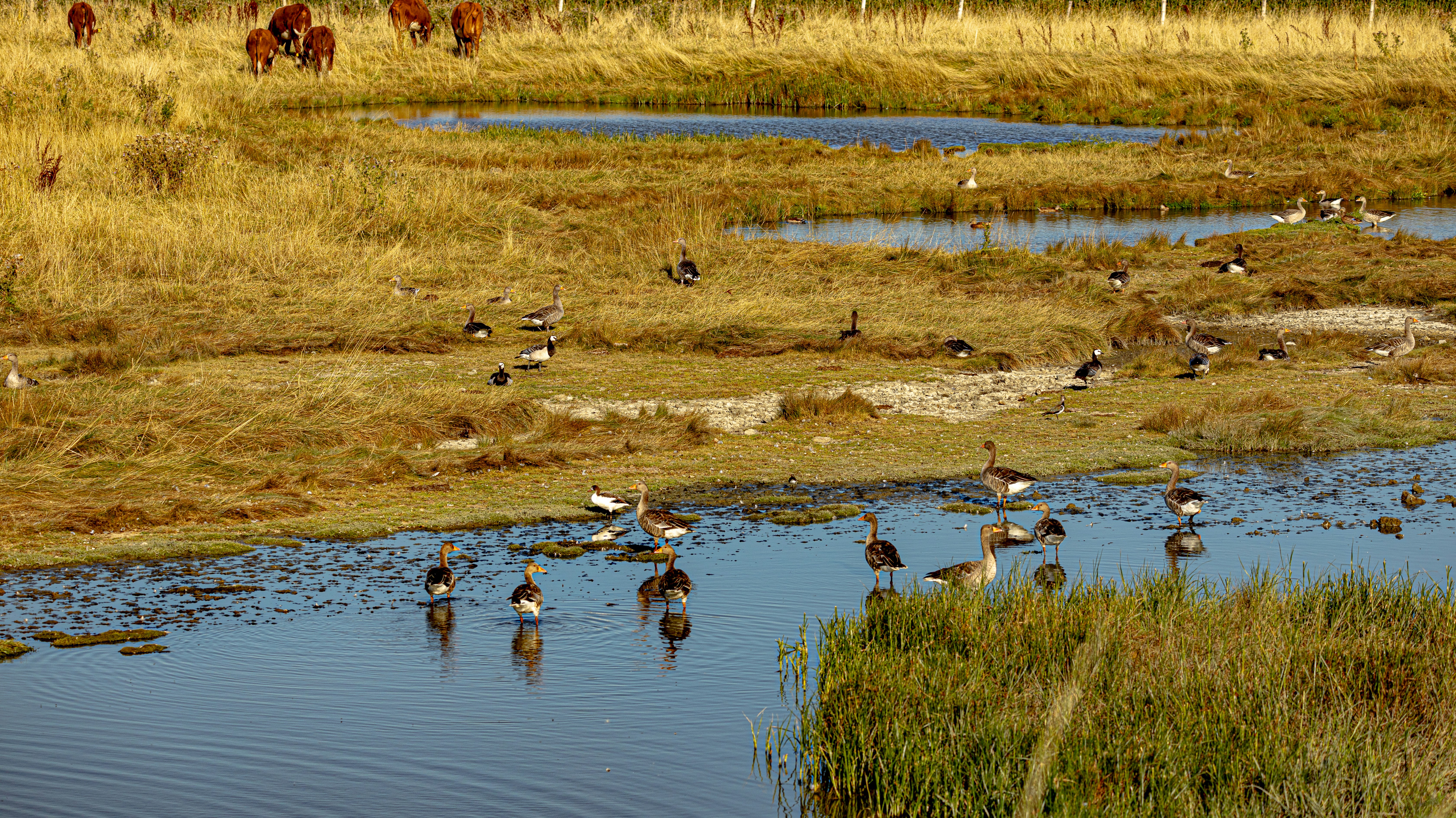 Why are Wetlands Important to Bird Species: Vital Habitats Explained