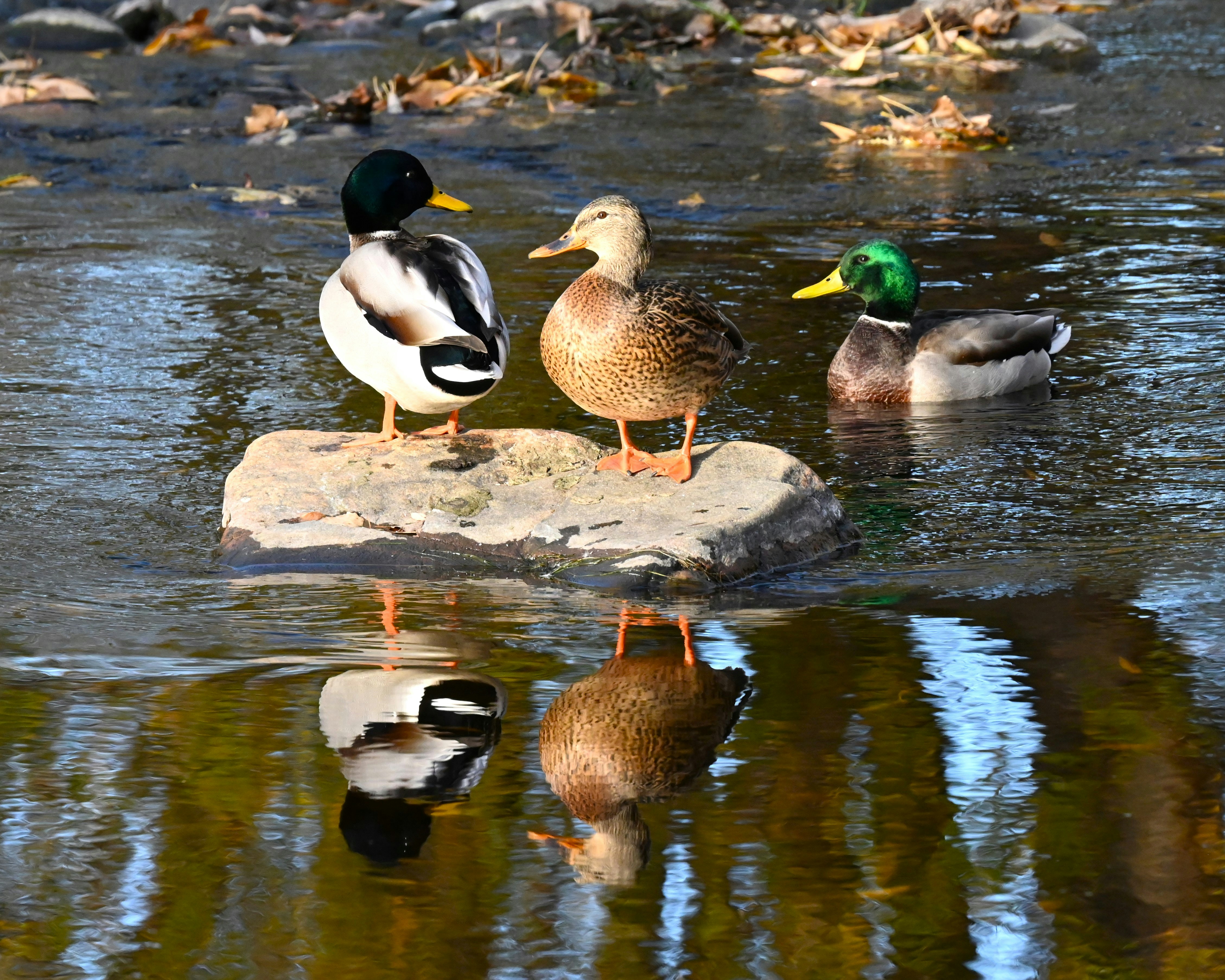 Three ducks are standing on a rock in the water photo – Free Animal ...