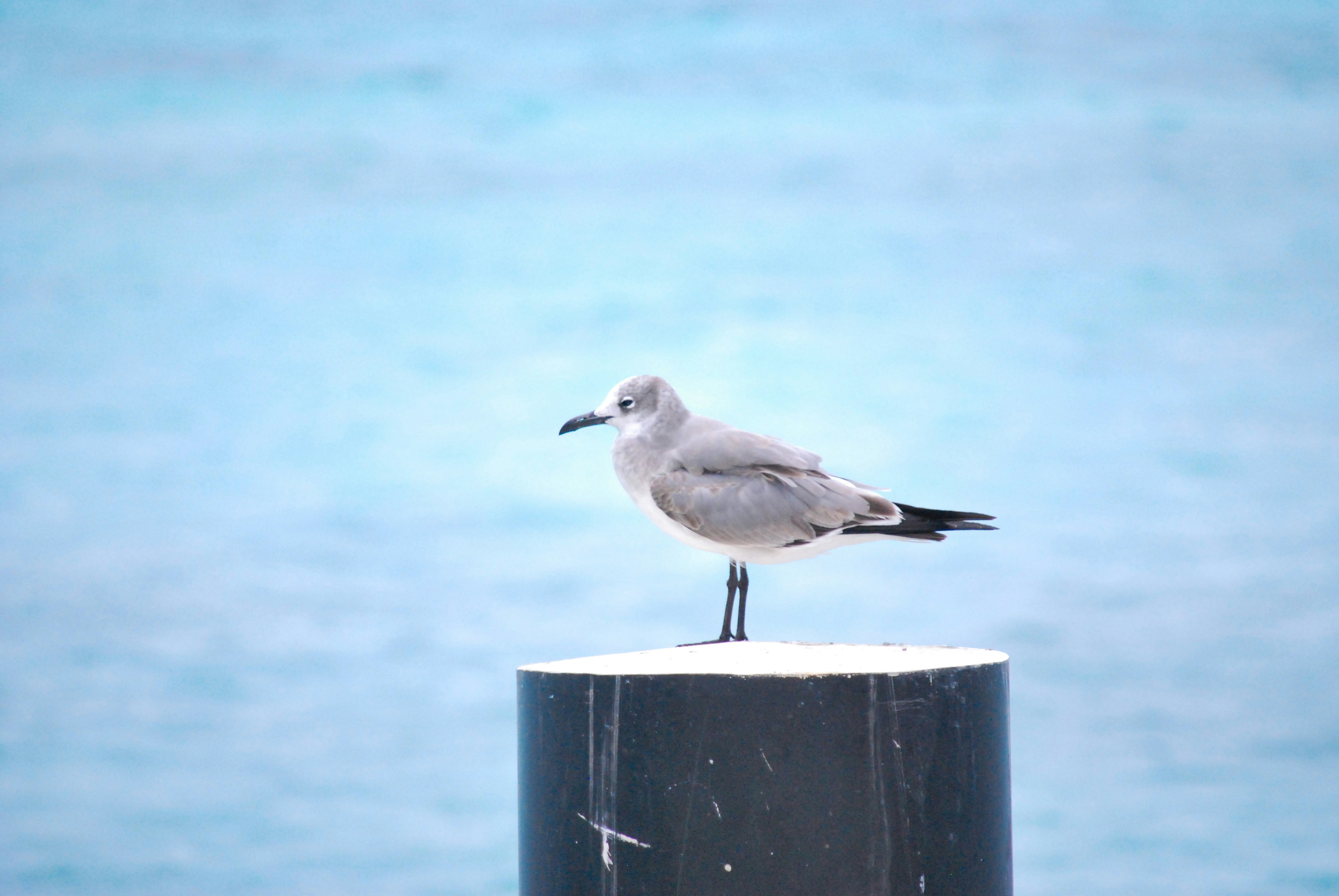 Los Roques, Venezuela - None