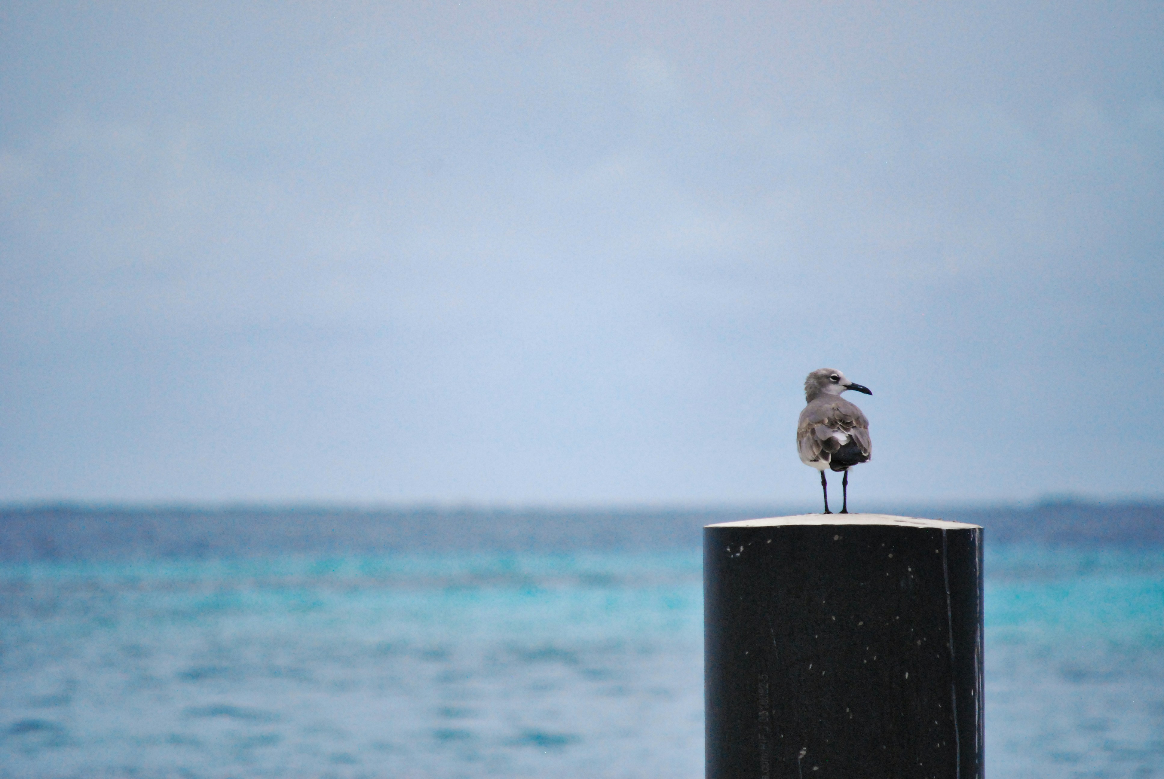 Los Roques, Venezuela - Barco,los roques archipelago,atardecer en la playa,playa 4k,velero,venezuela,sea,sea background,seabird,seabird photography,beach background