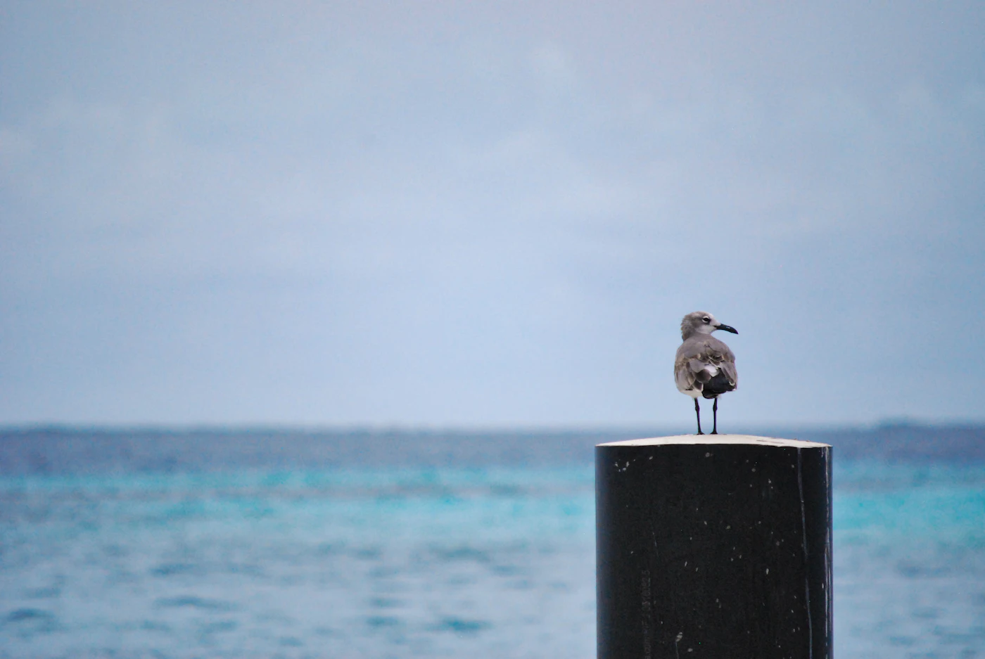 A seabird resting on a post by the calm sea at sunset in the Los Roques archipelago