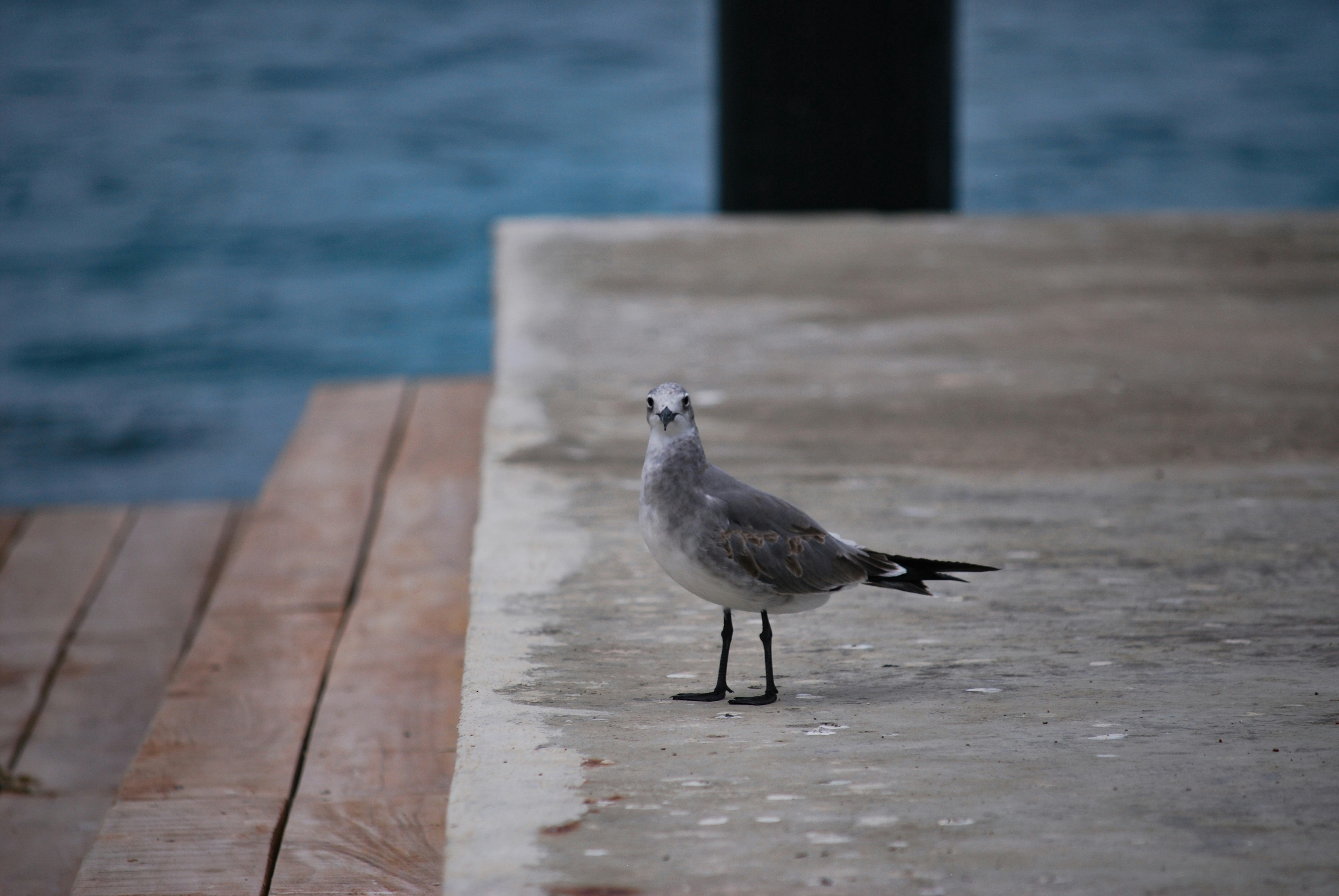 Photo by legallyguaricho