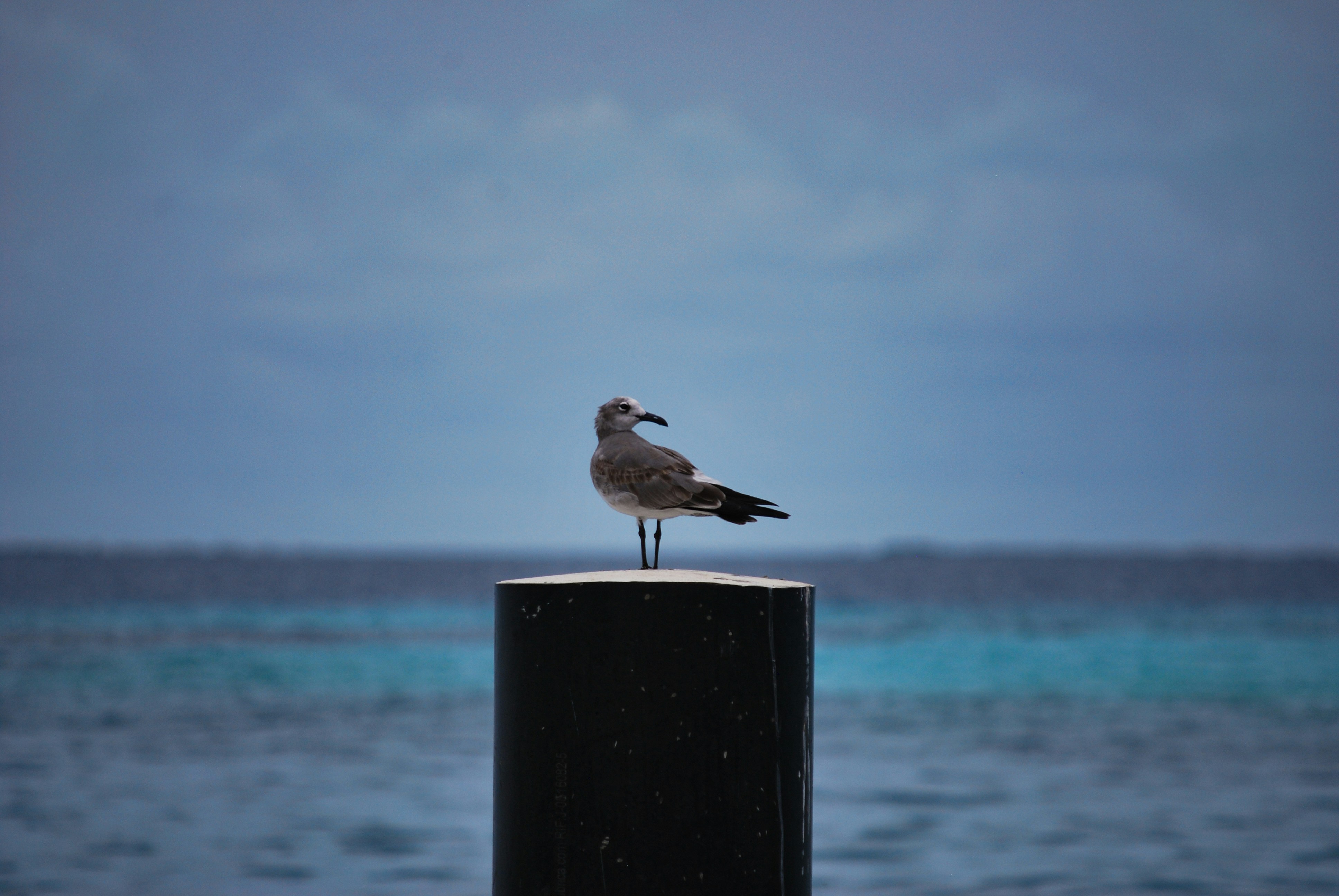 Photo by legallyguaricho