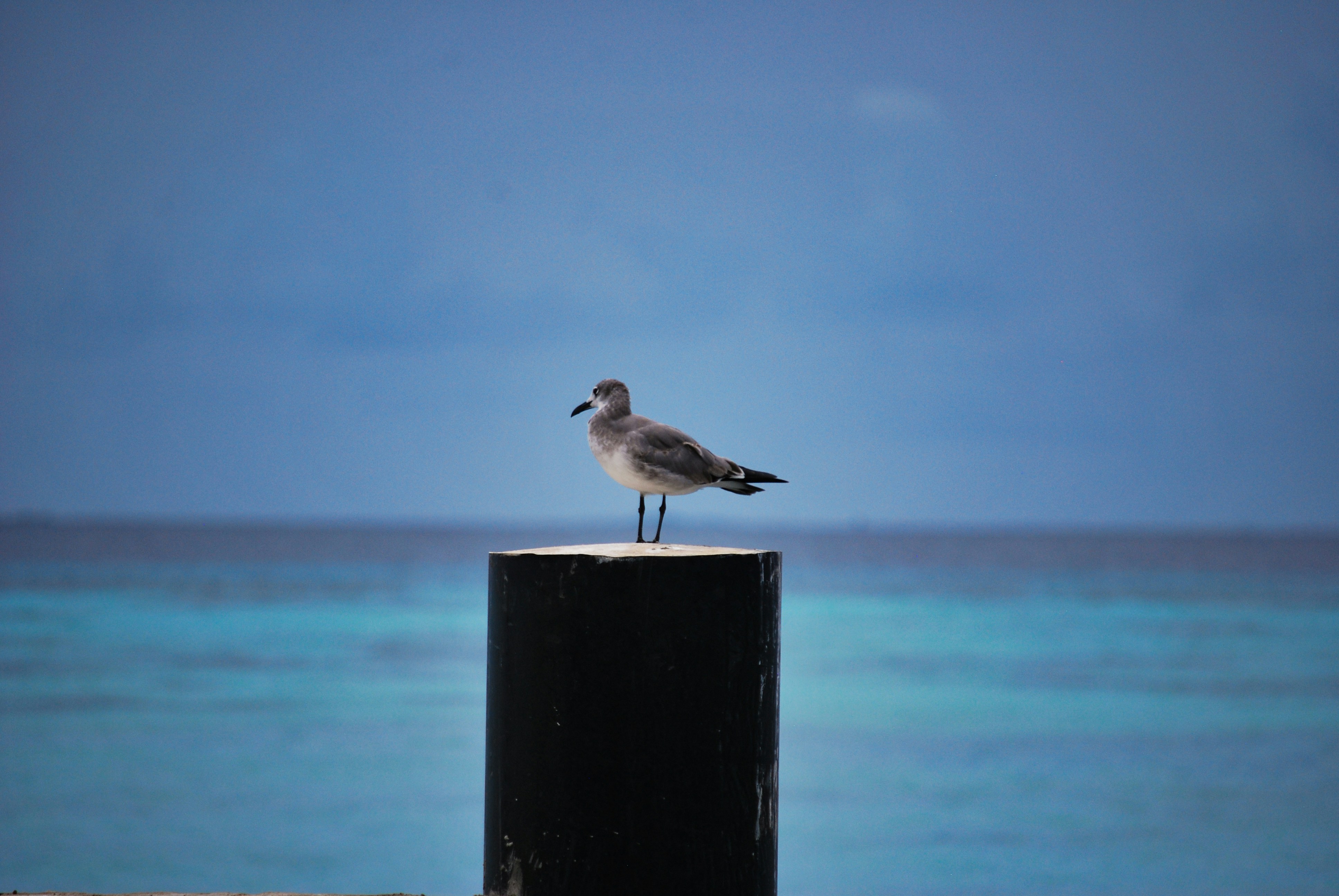 Photo by legallyguaricho