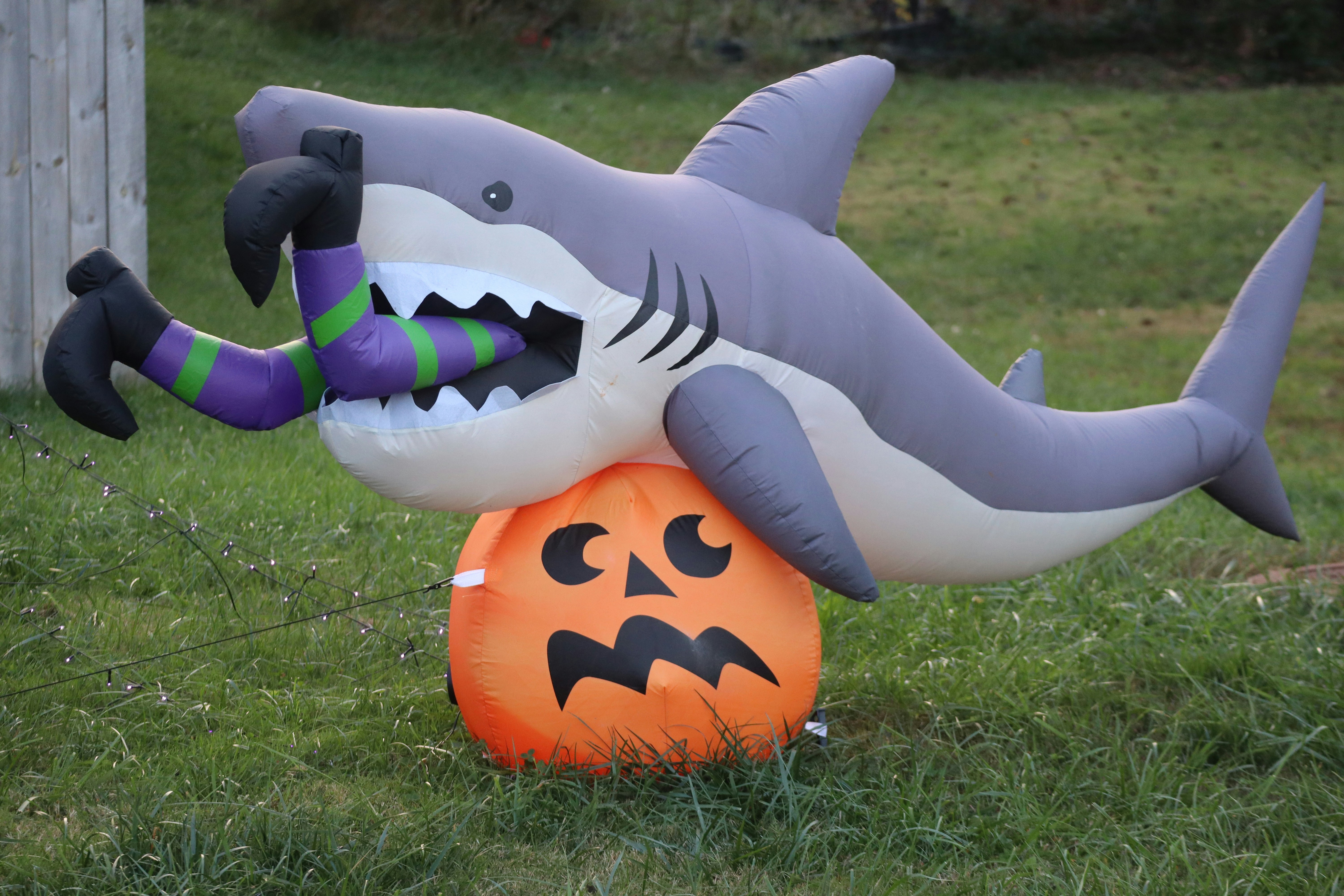 A inflatable shark with a jack - o - lantern on it's
