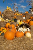 A field full of pumpkins and gourds