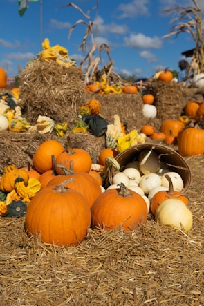 A field full of pumpkins and gourds