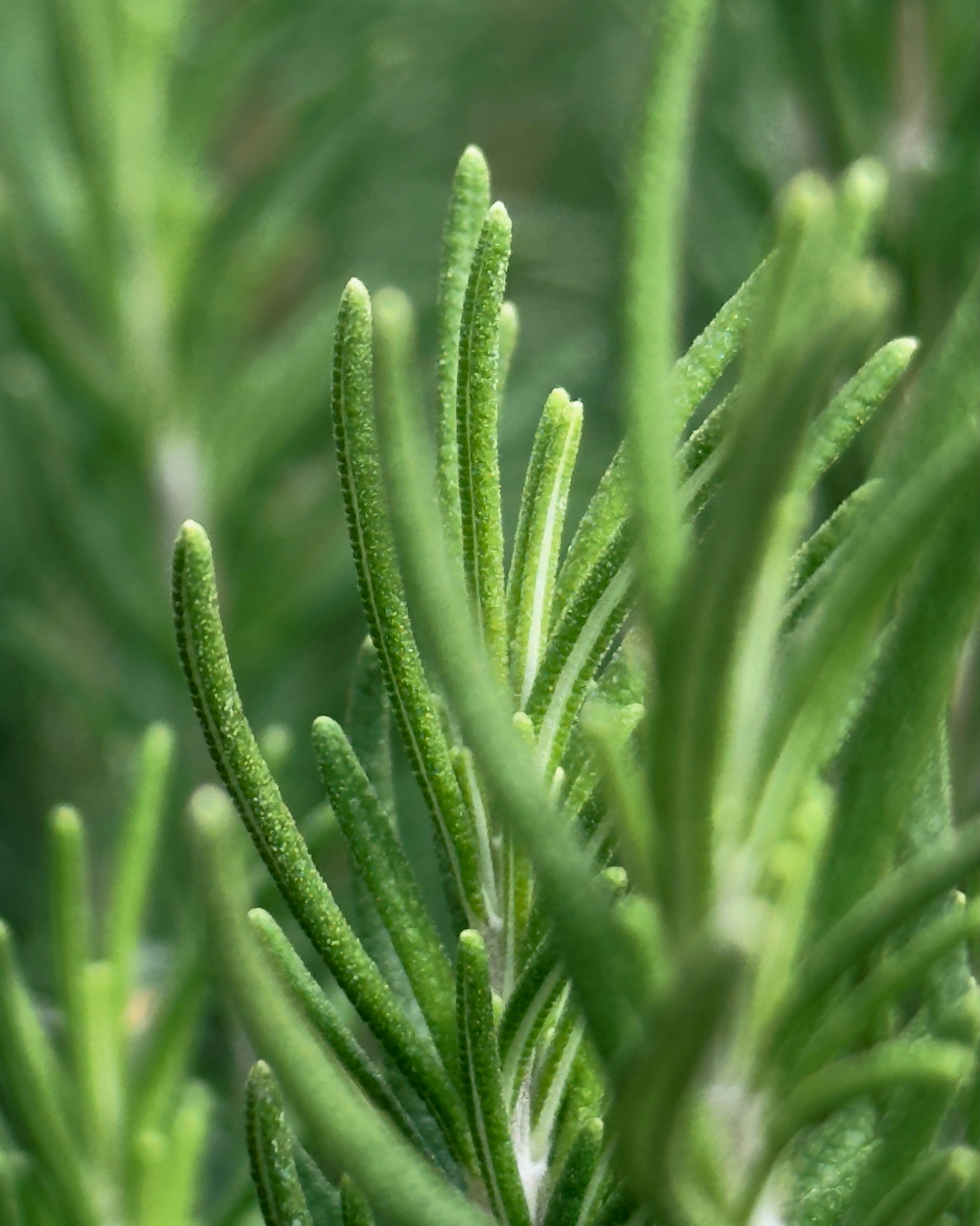 A close up of a green plant with leaves
