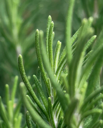 A close up of a green plant with leaves