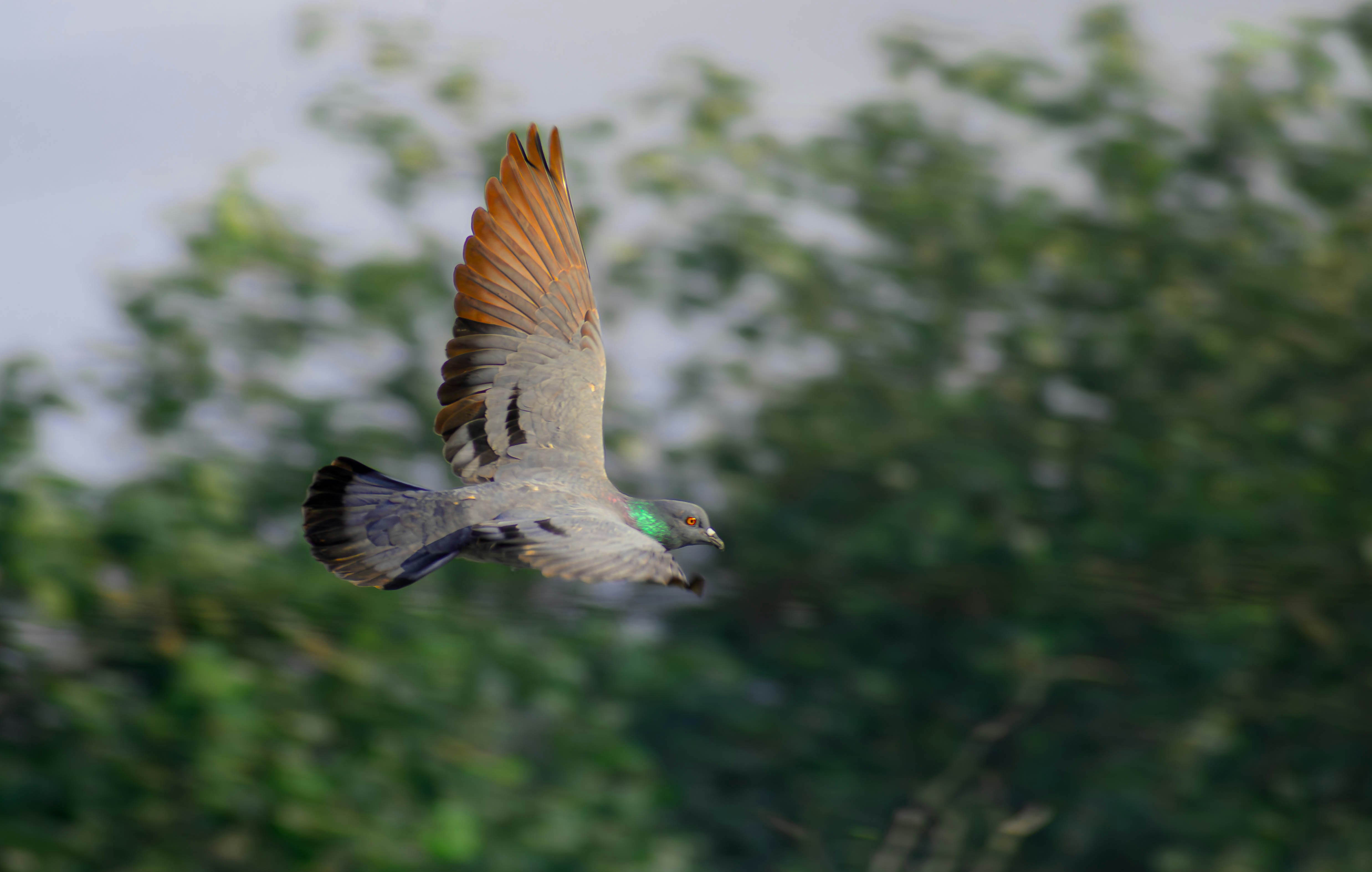 A bird flying over a lush green forest