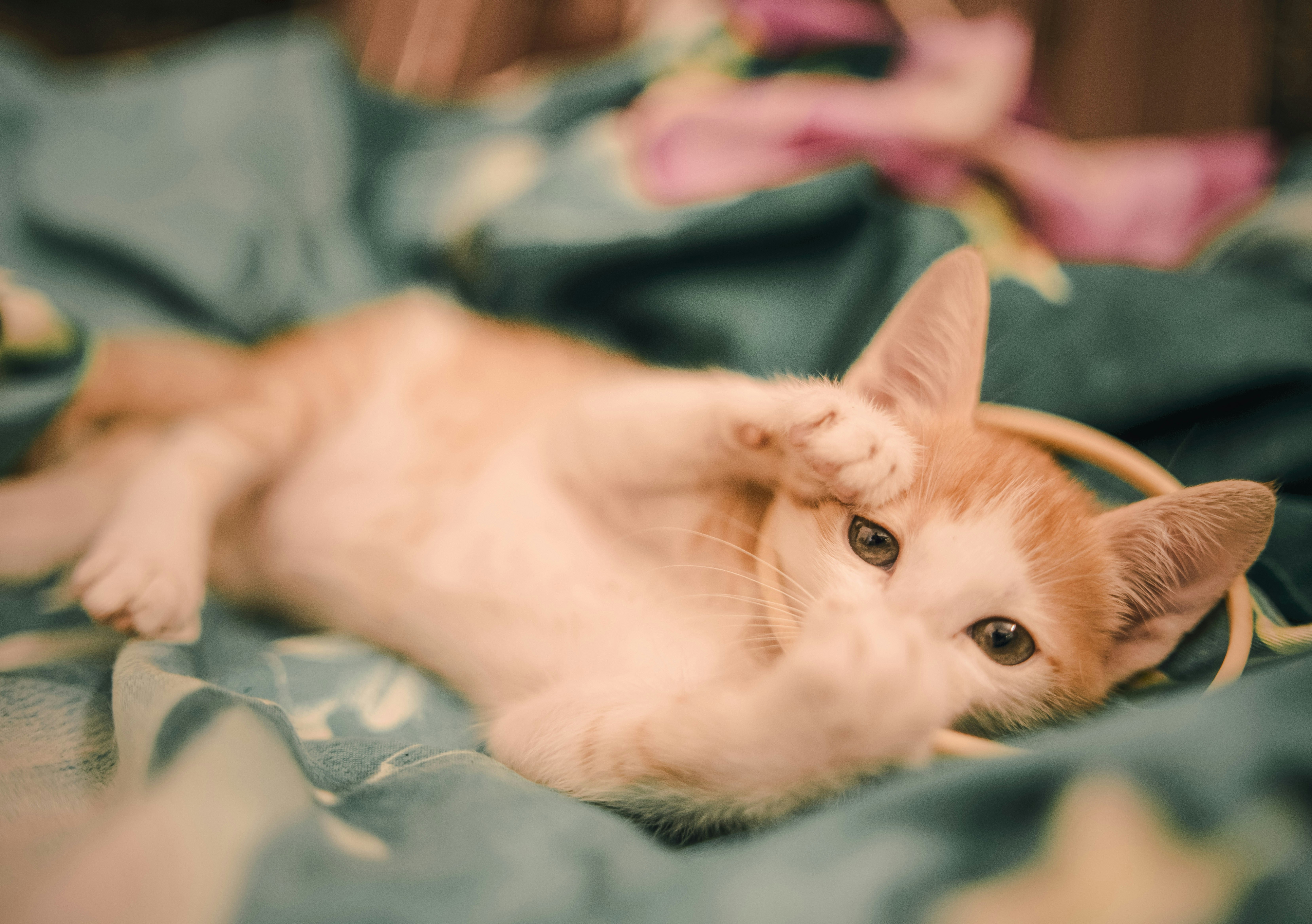 Photo by baakya