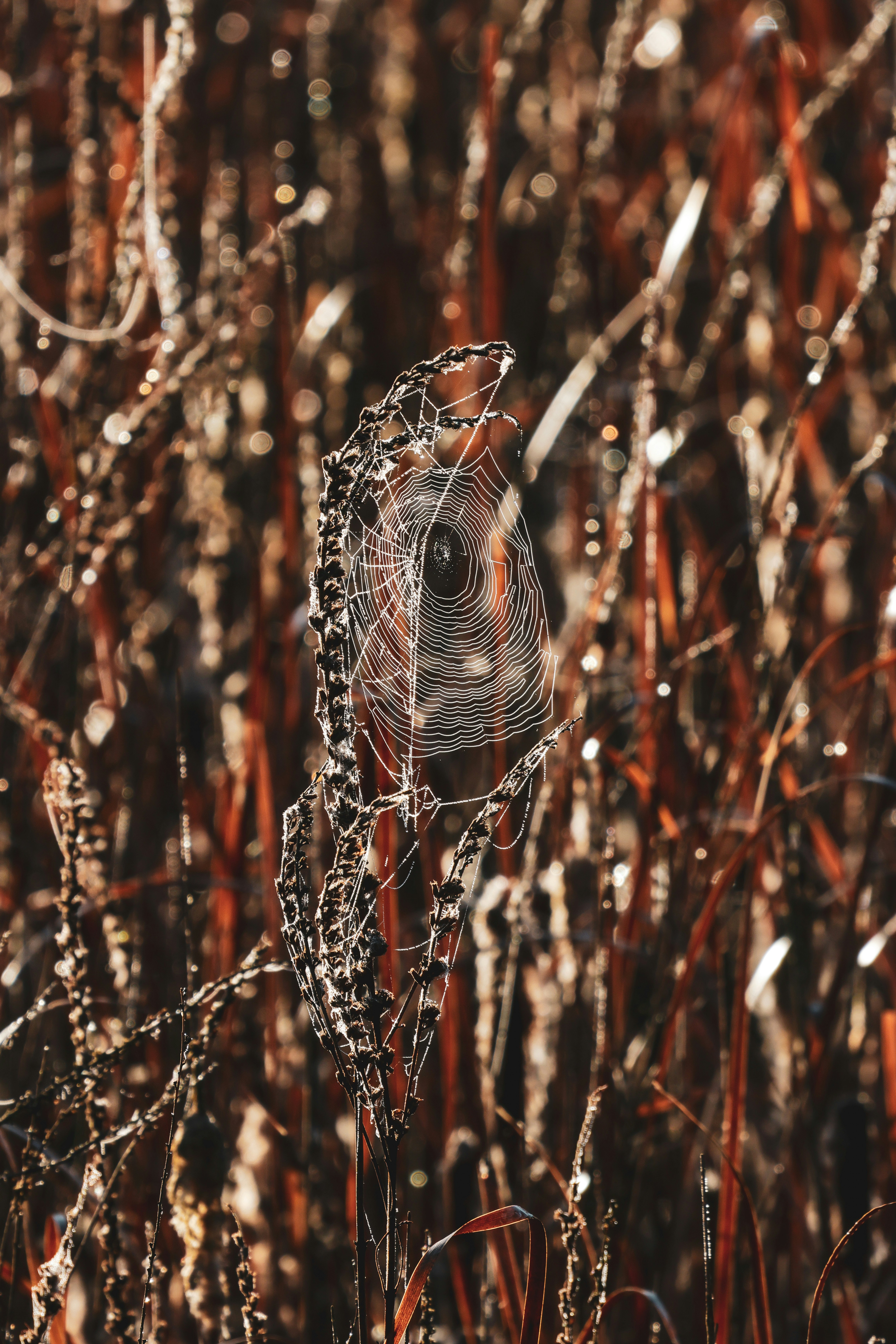 A spider web in the middle of a field