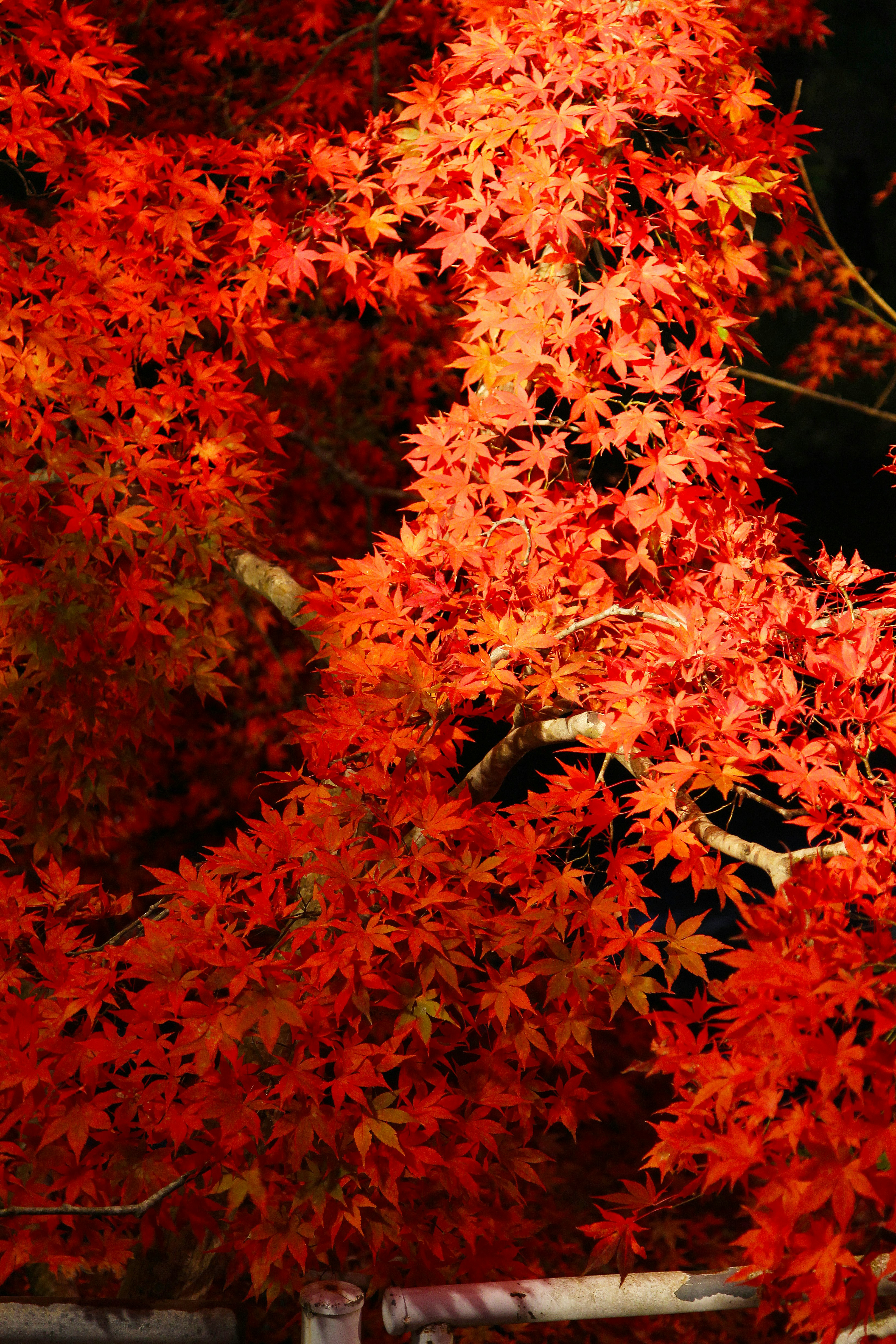 Photo by tad_higuchi