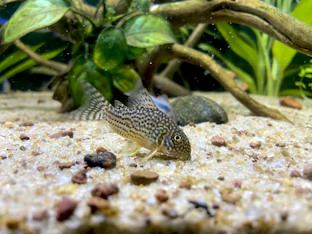 A close up of a fish in an aquarium