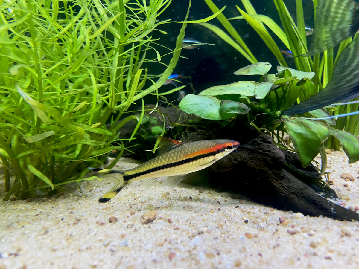 Fondo de grava en un acuario plantado