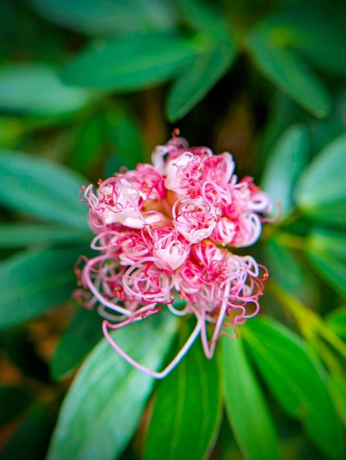 A pink flower with green leaves in the background