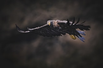 A bird flying through a dark cloudy sky