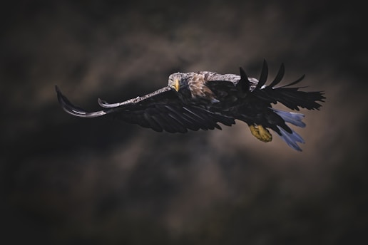 A bird flying through a dark cloudy sky