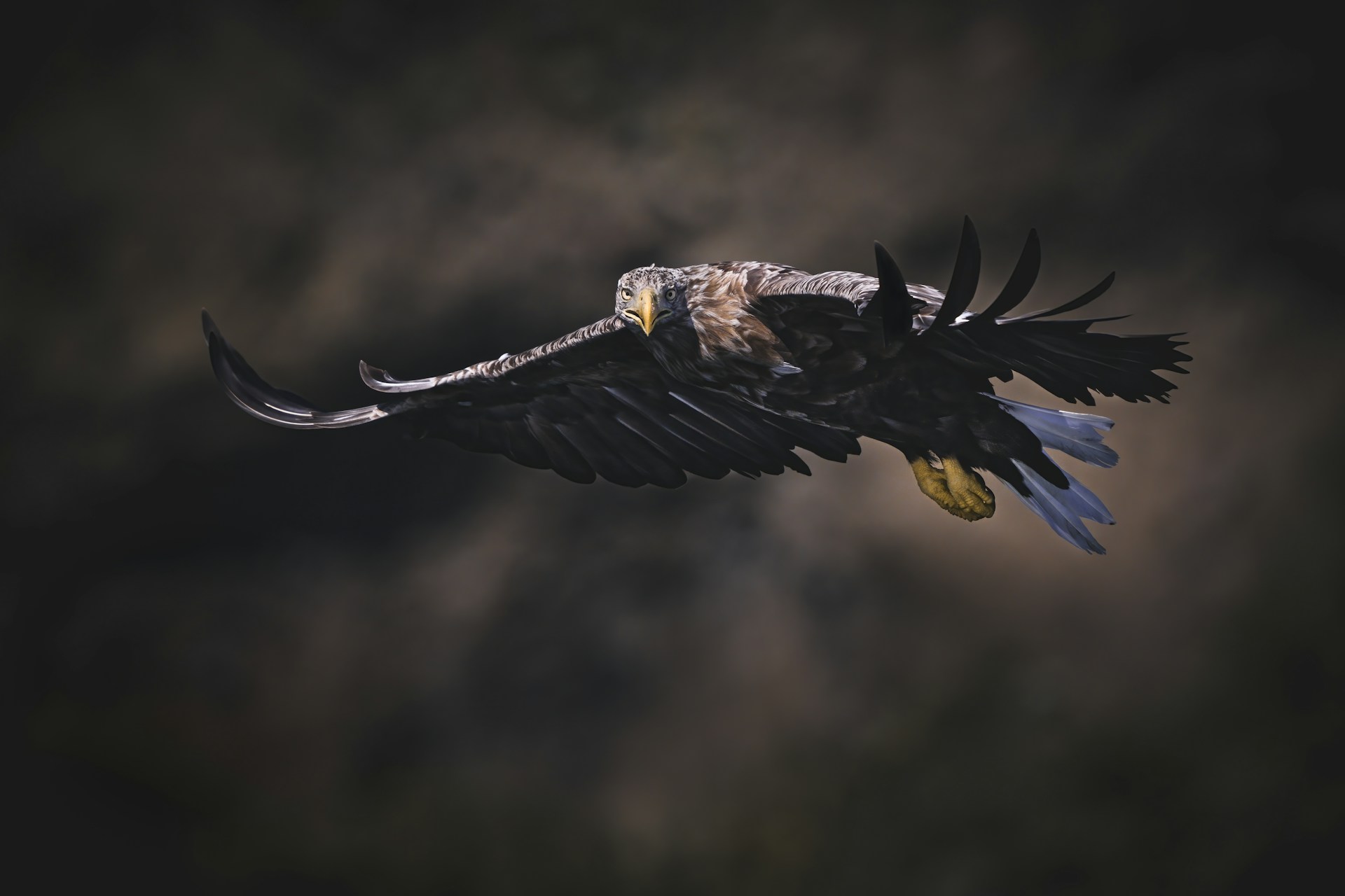 A bird flying through a dark cloudy sky