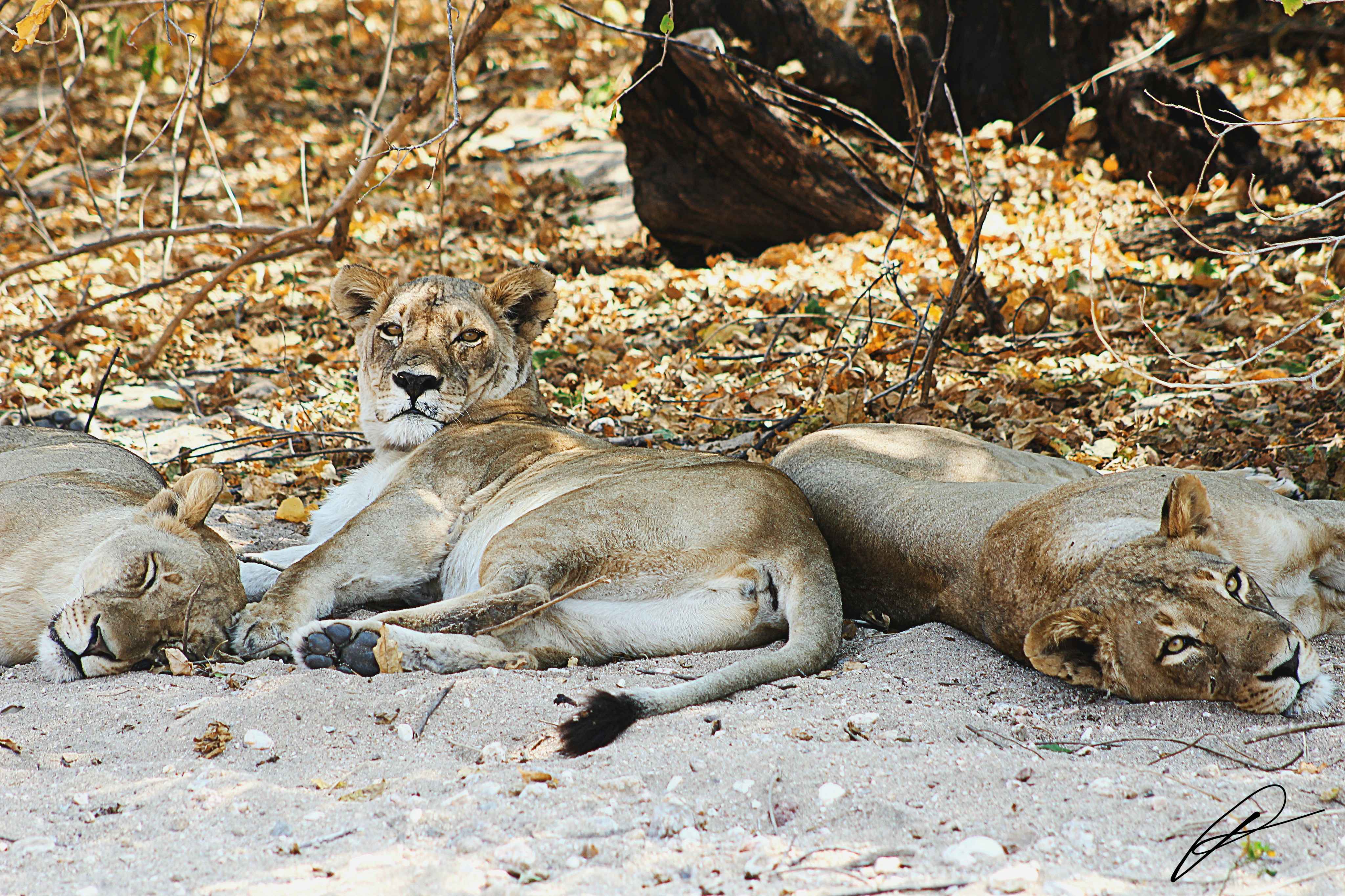 Photo by jeremypick3ring