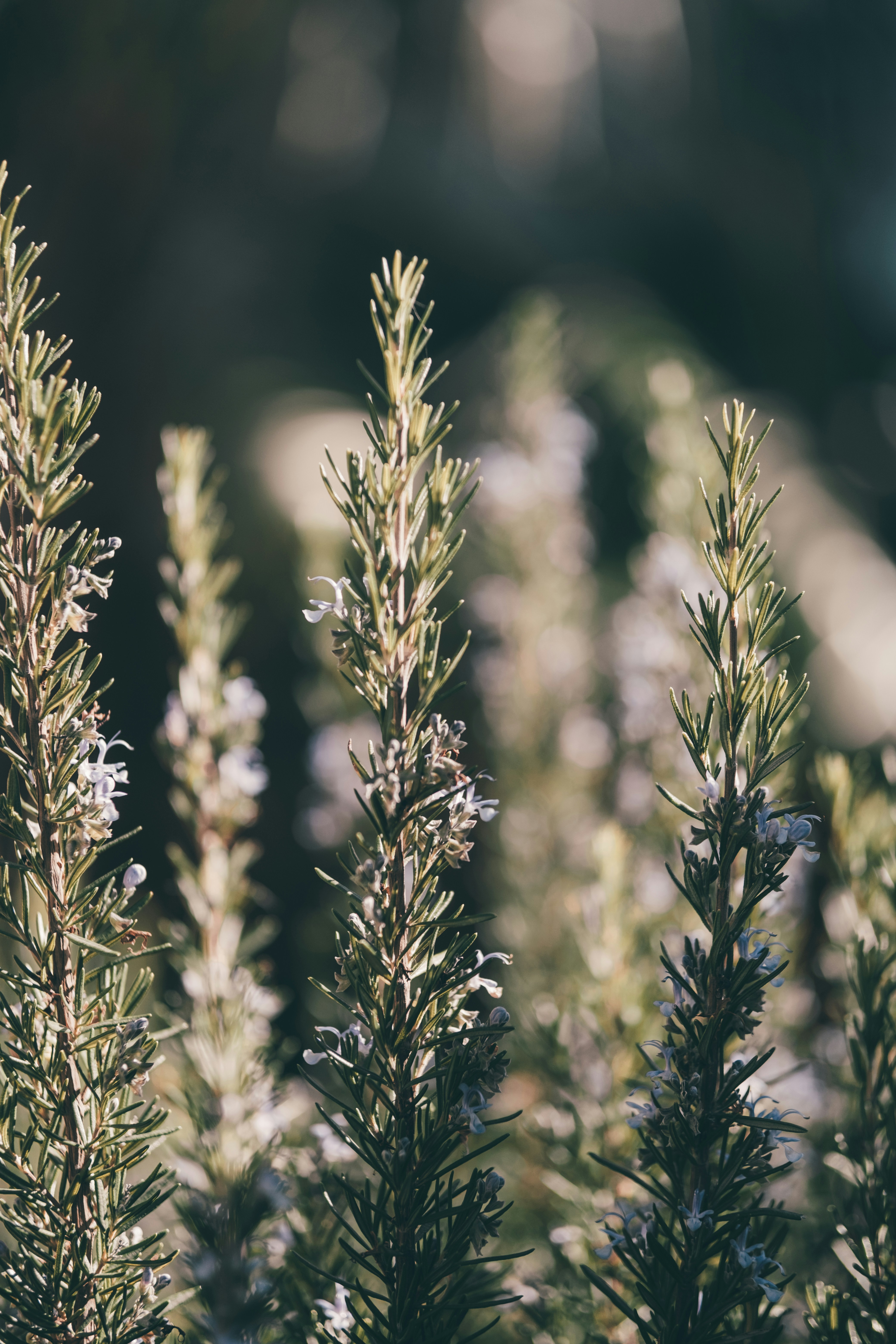 Photo by lazyeyedone