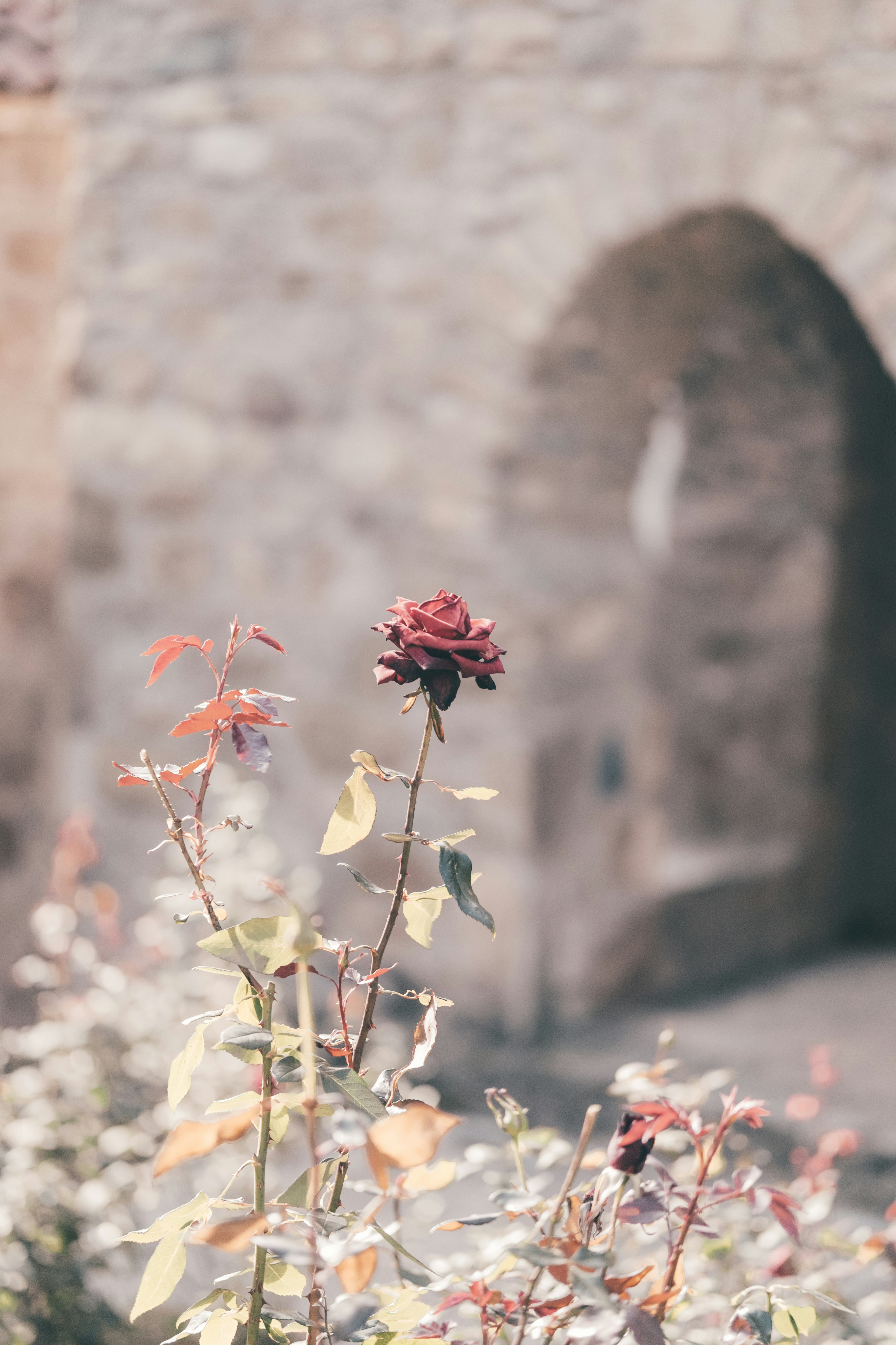 Una rosa roja que crece en un jardín junto a un muro de piedra