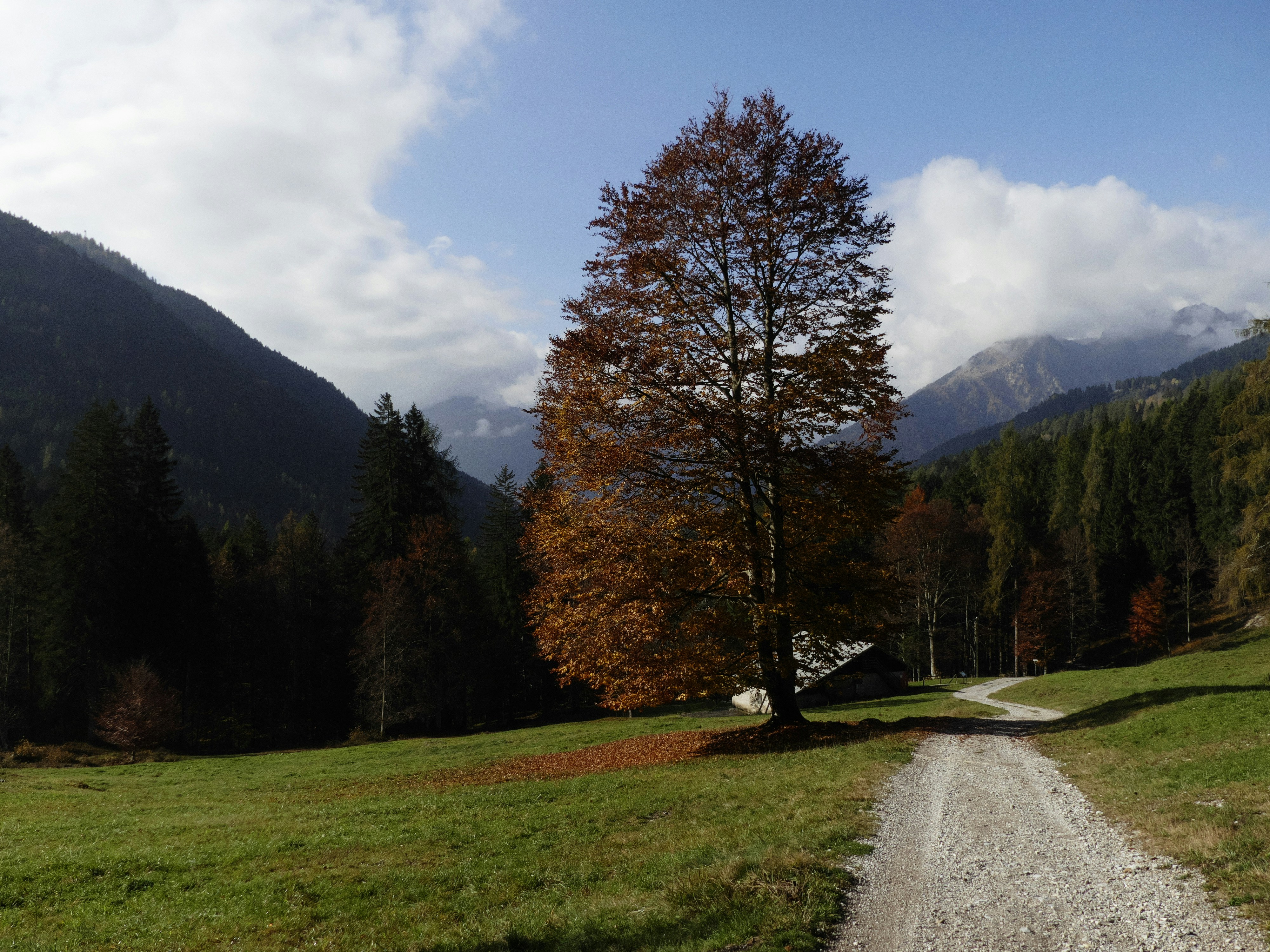 Ein Feldweg mitten auf einem grasbewachsenen Feld