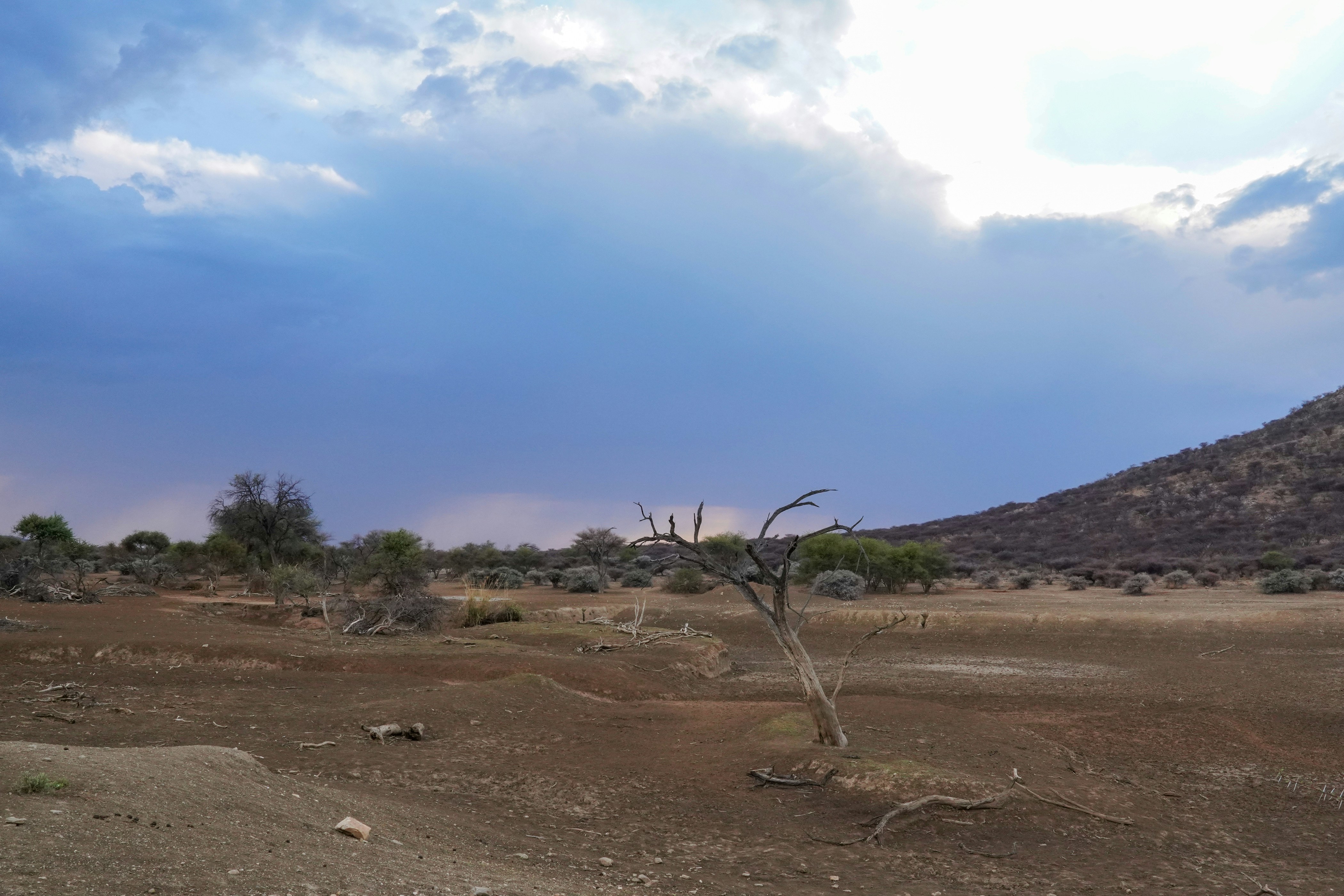 A dirt field with a small tree in the middle of it
