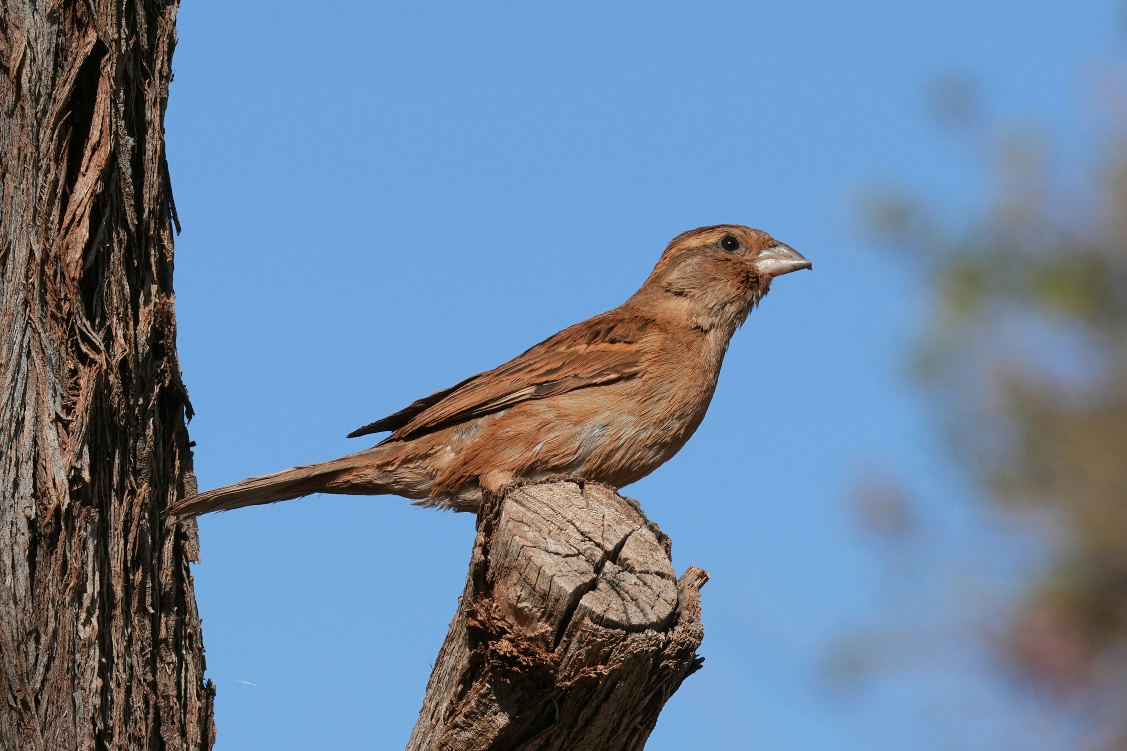 Ein brauner Vogel sitzt auf einem Ast