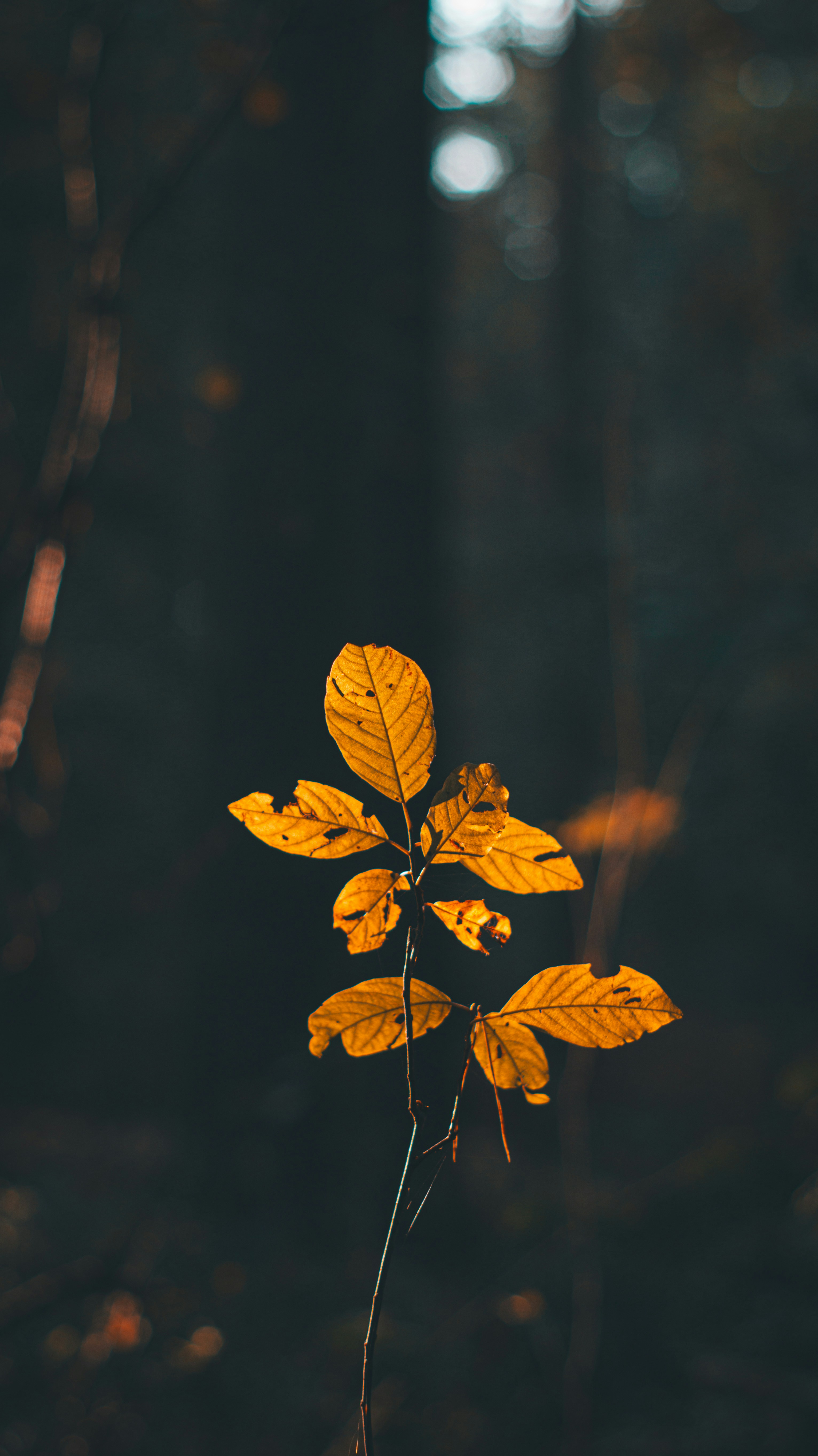 A single yellow leaf in the middle of a forest