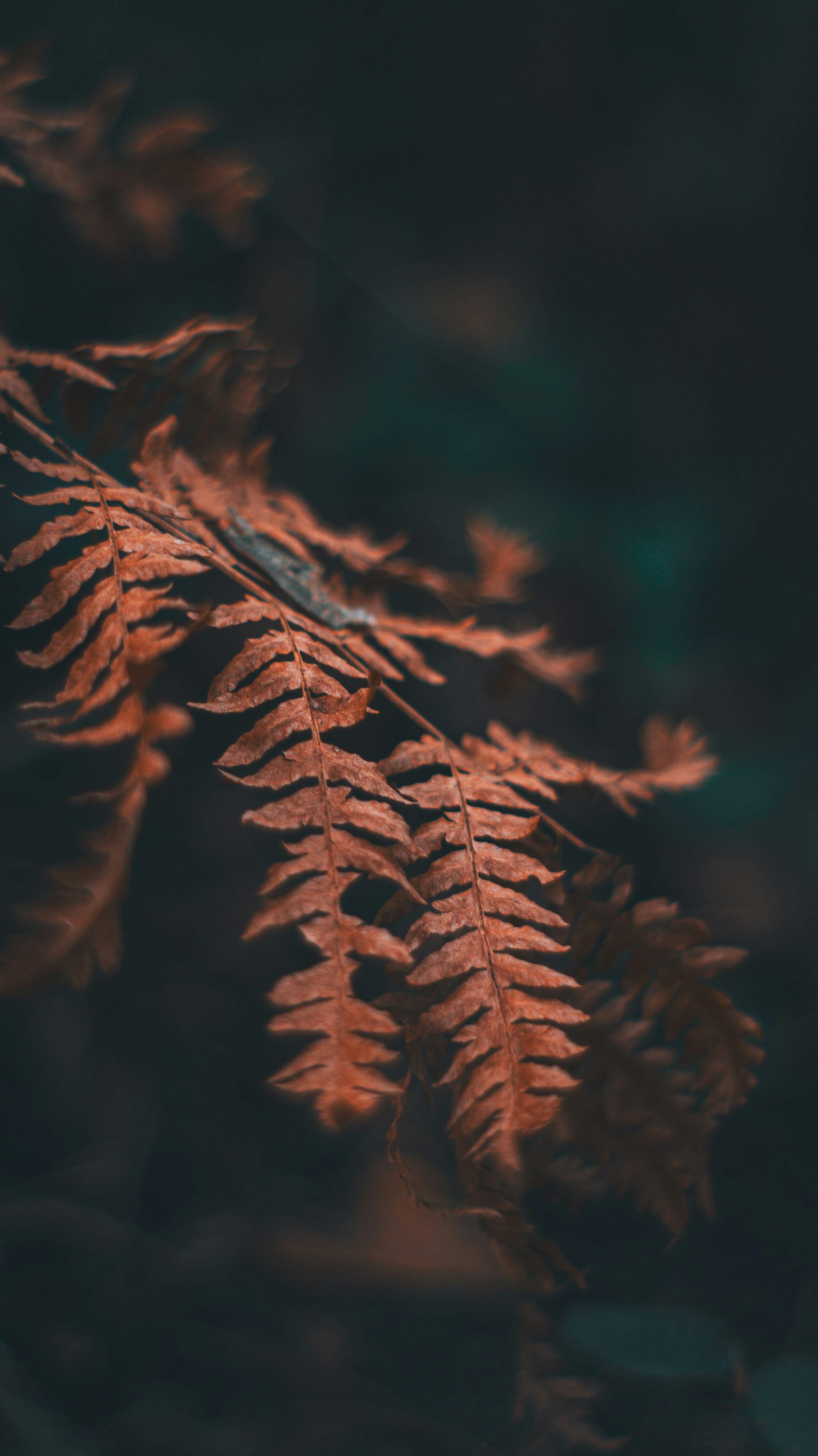 A close up of a plant with a blurry background