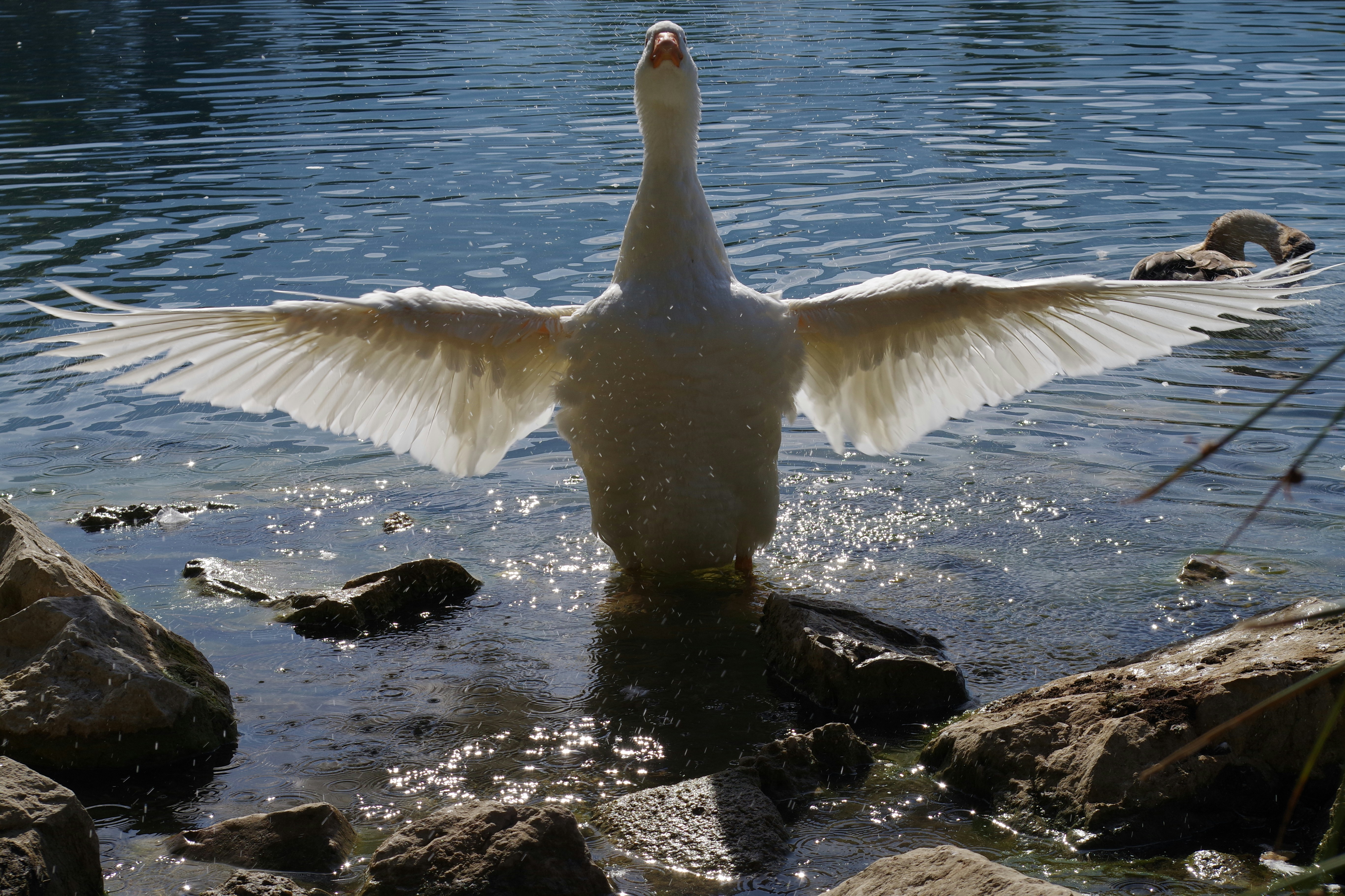 A duck flaps its wings in the water