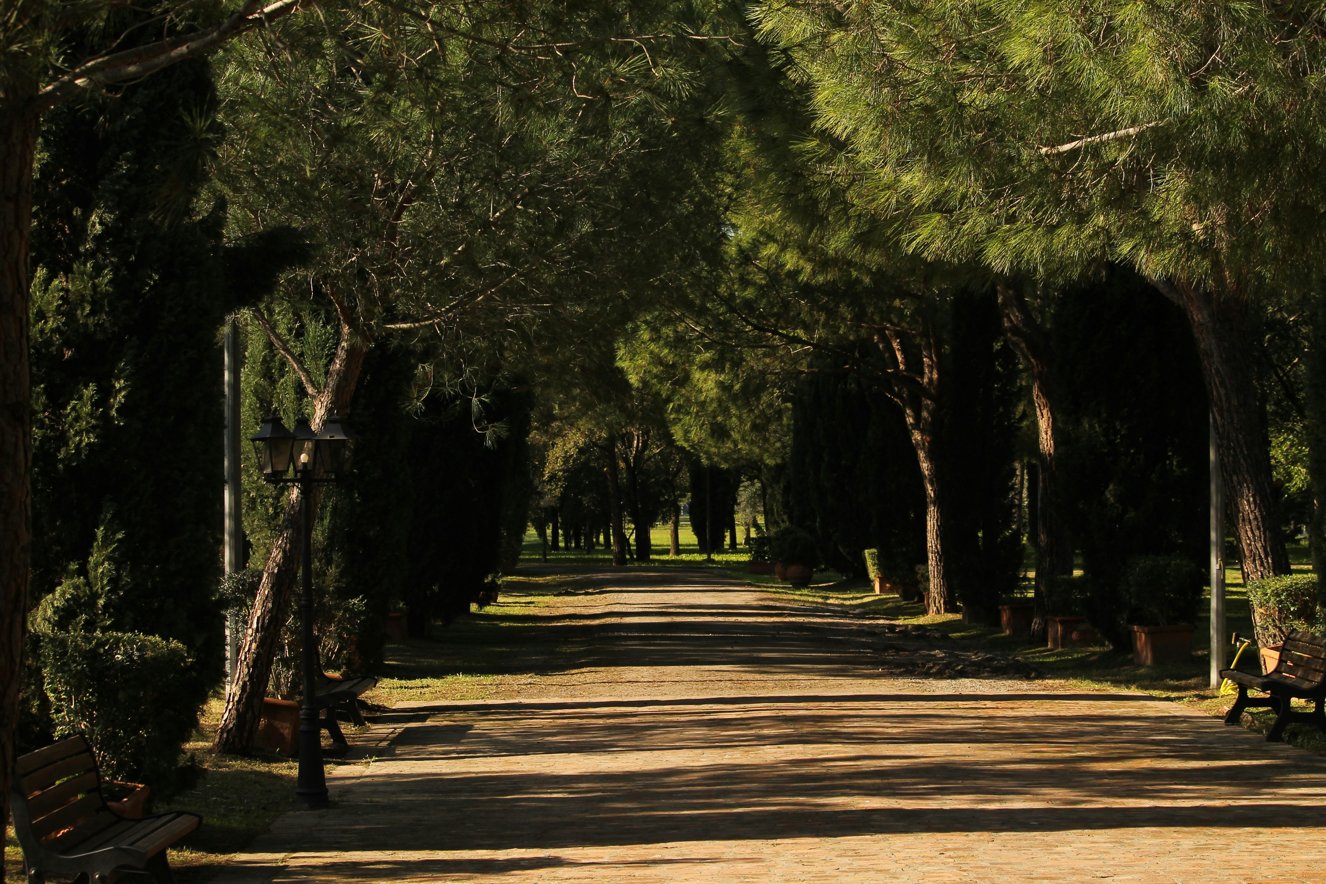 A dirt road surrounded by lots of trees