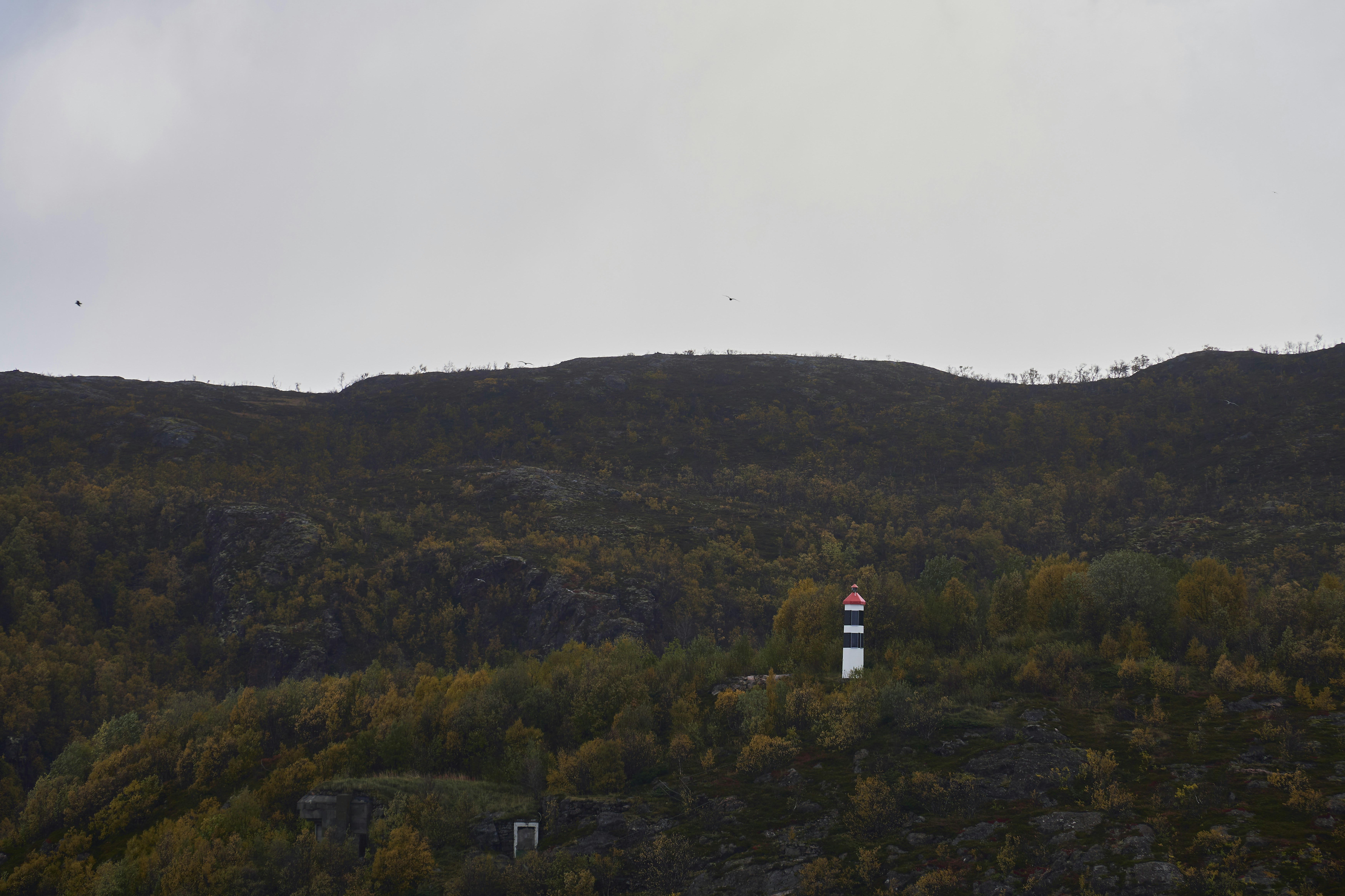 A person is flying a kite on a hill